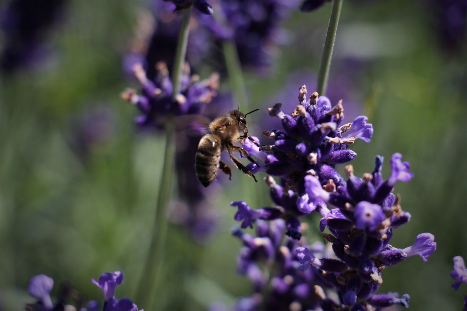 Canon EOS 700D (EOS Rebel T5i / EOS Kiss X7i) sample photo. Flower, nature, plant photography