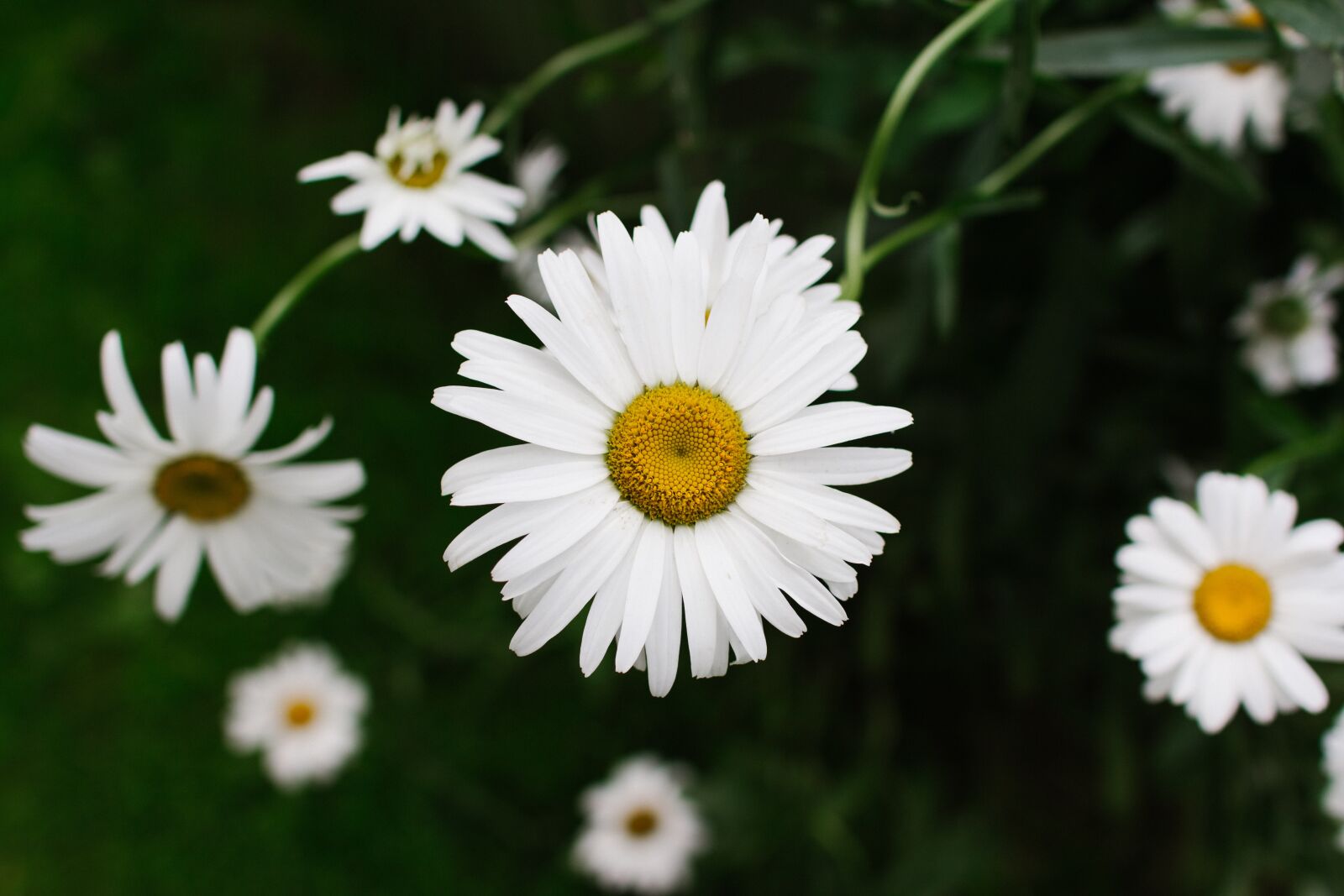 Canon EOS 60D sample photo. Leucanthemum, daisy, flower photography