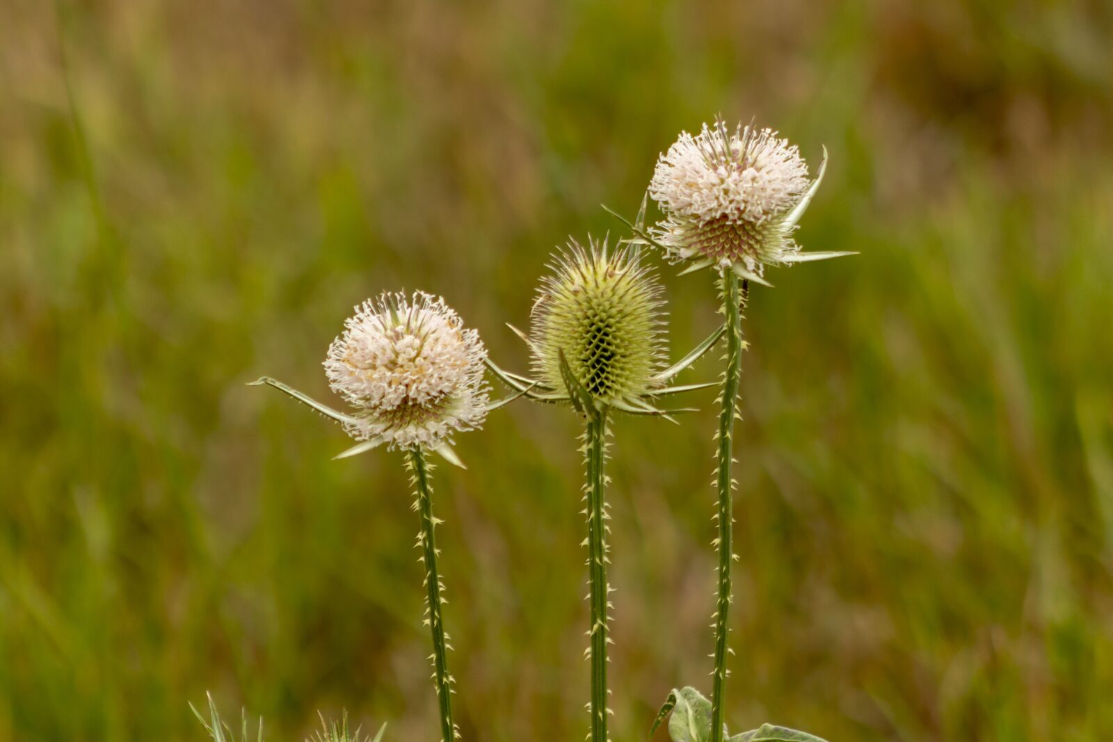 Canon EOS 1300D (EOS Rebel T6 / EOS Kiss X80) sample photo. Wildflower, stalk, szam rk photography
