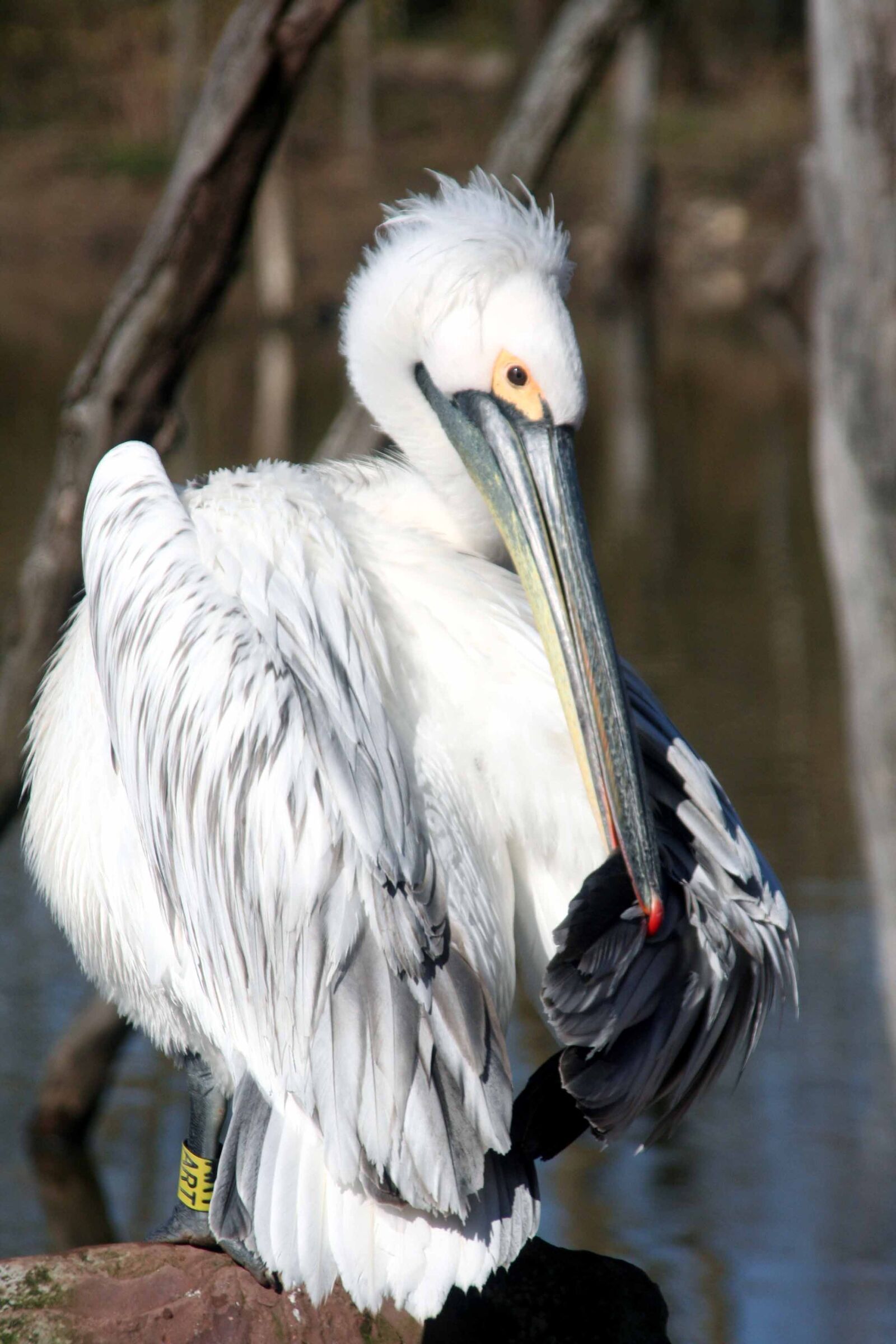 Canon EOS 350D (EOS Digital Rebel XT / EOS Kiss Digital N) sample photo. Pelican, bird, pen photography