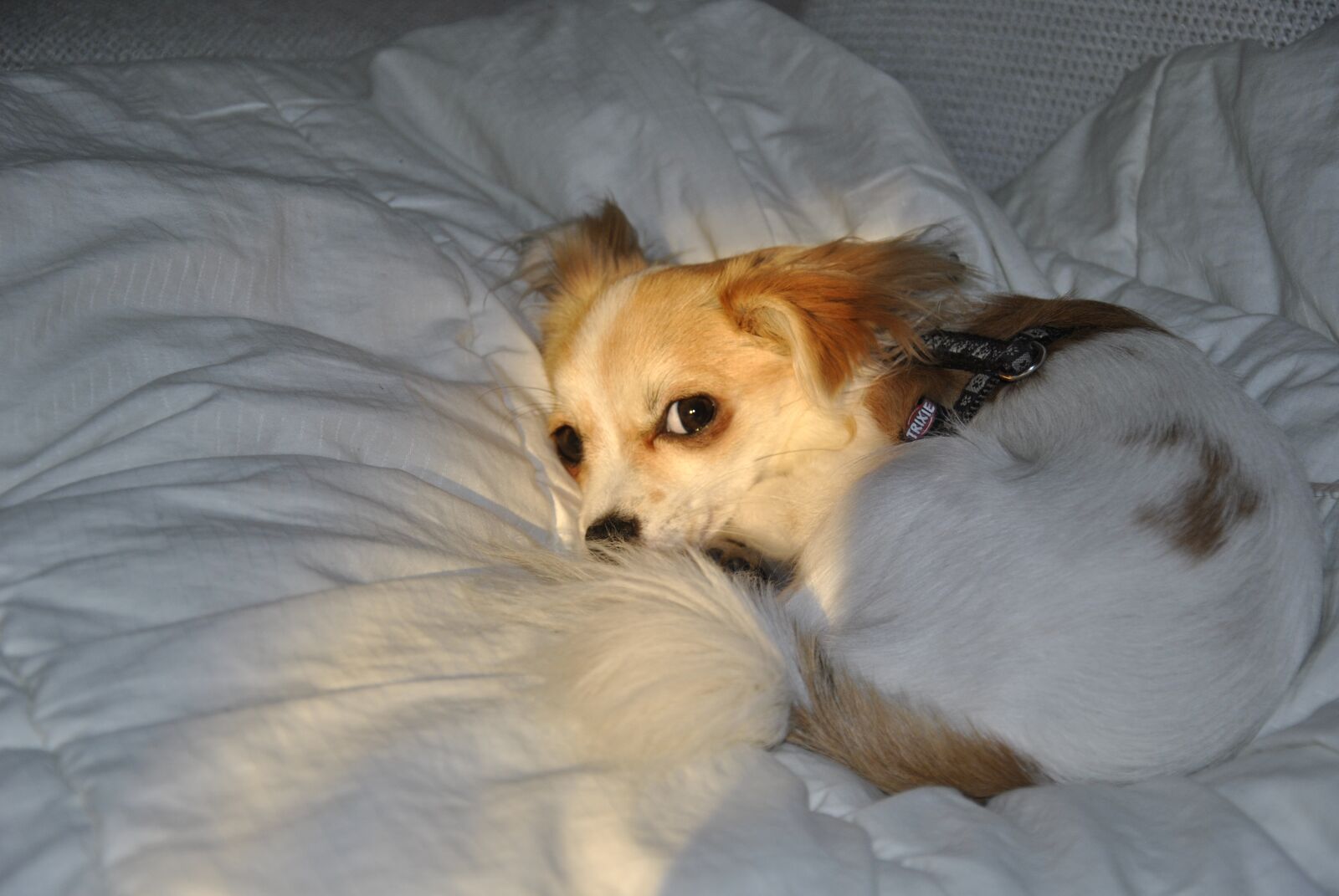 Nikon D3000 sample photo. Sleep, sweet, tired photography