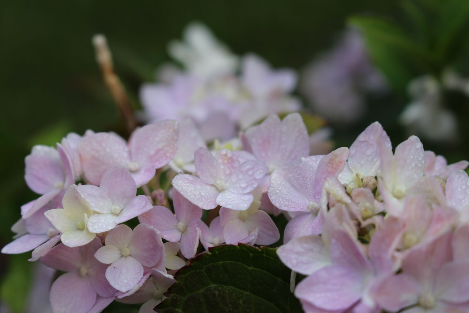 Canon EOS 100D (EOS Rebel SL1 / EOS Kiss X7) sample photo. White flower, flora, nature photography