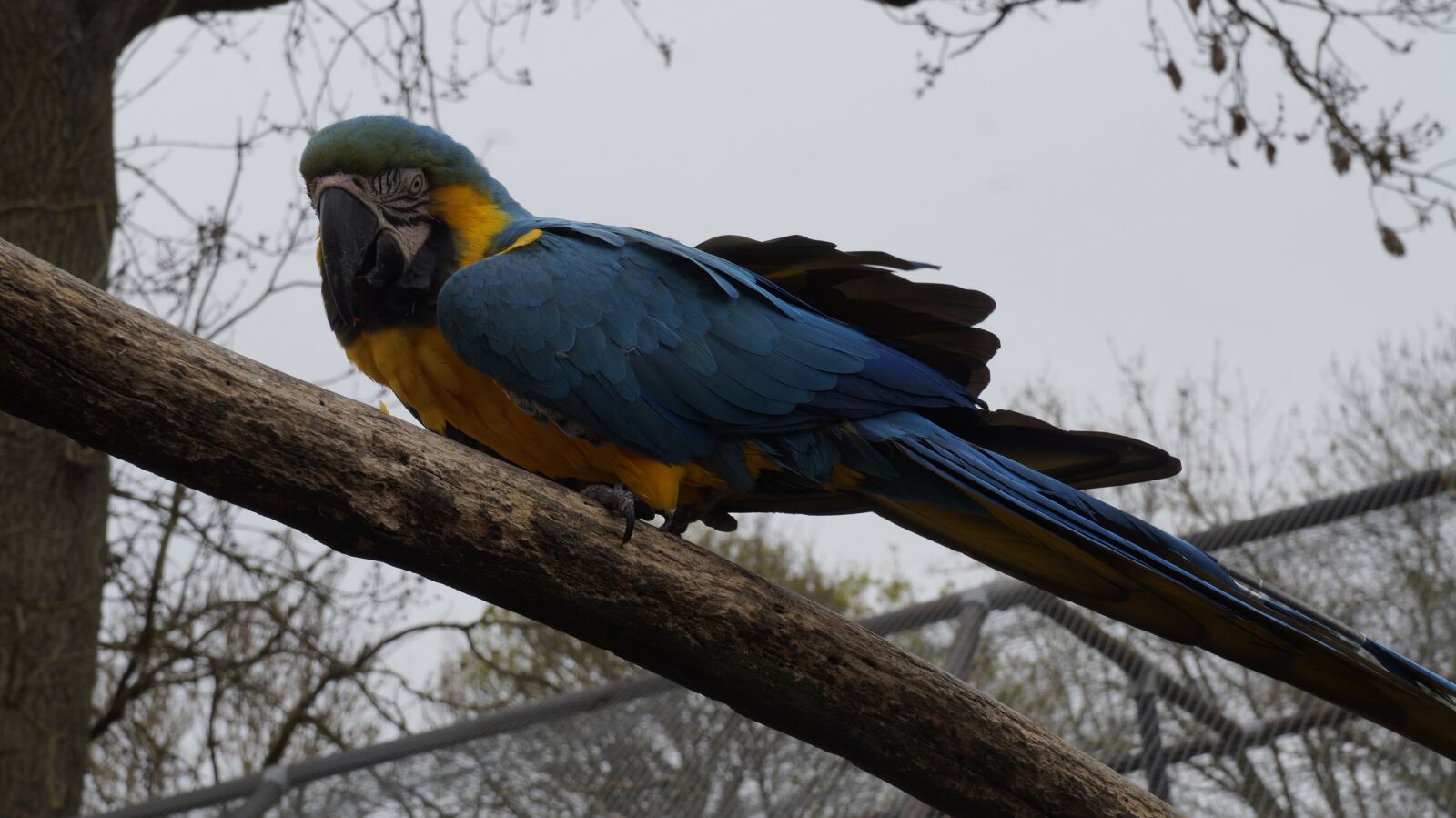Sony Alpha a3000 sample photo. Parrot, bird, animal photography