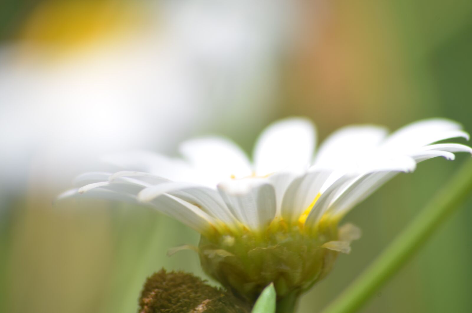 Nikon D5100 sample photo. Marguerite, flower, spring photography