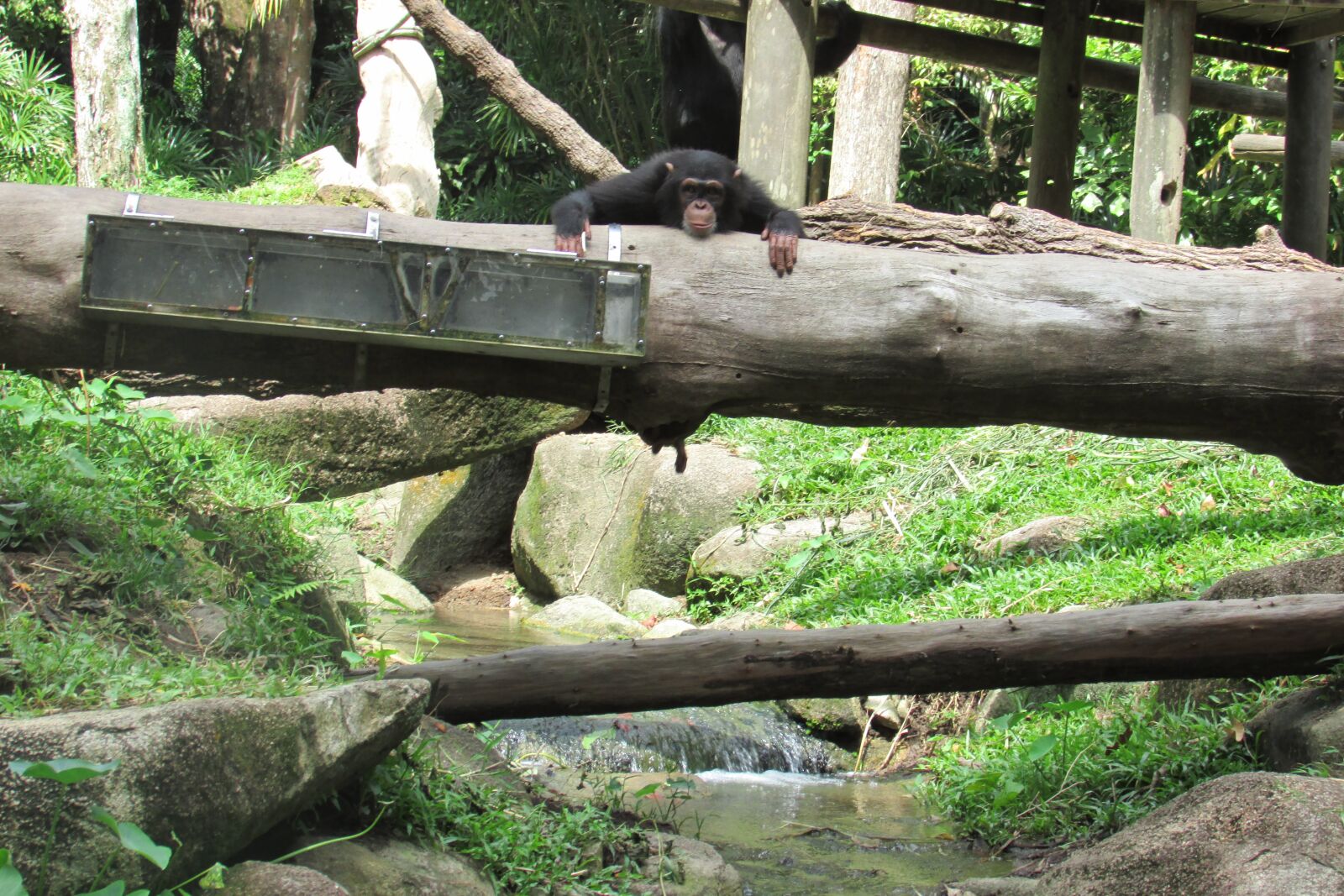 Canon PowerShot SX500 IS sample photo. Singapore zoo, zoo, chimpanzee photography