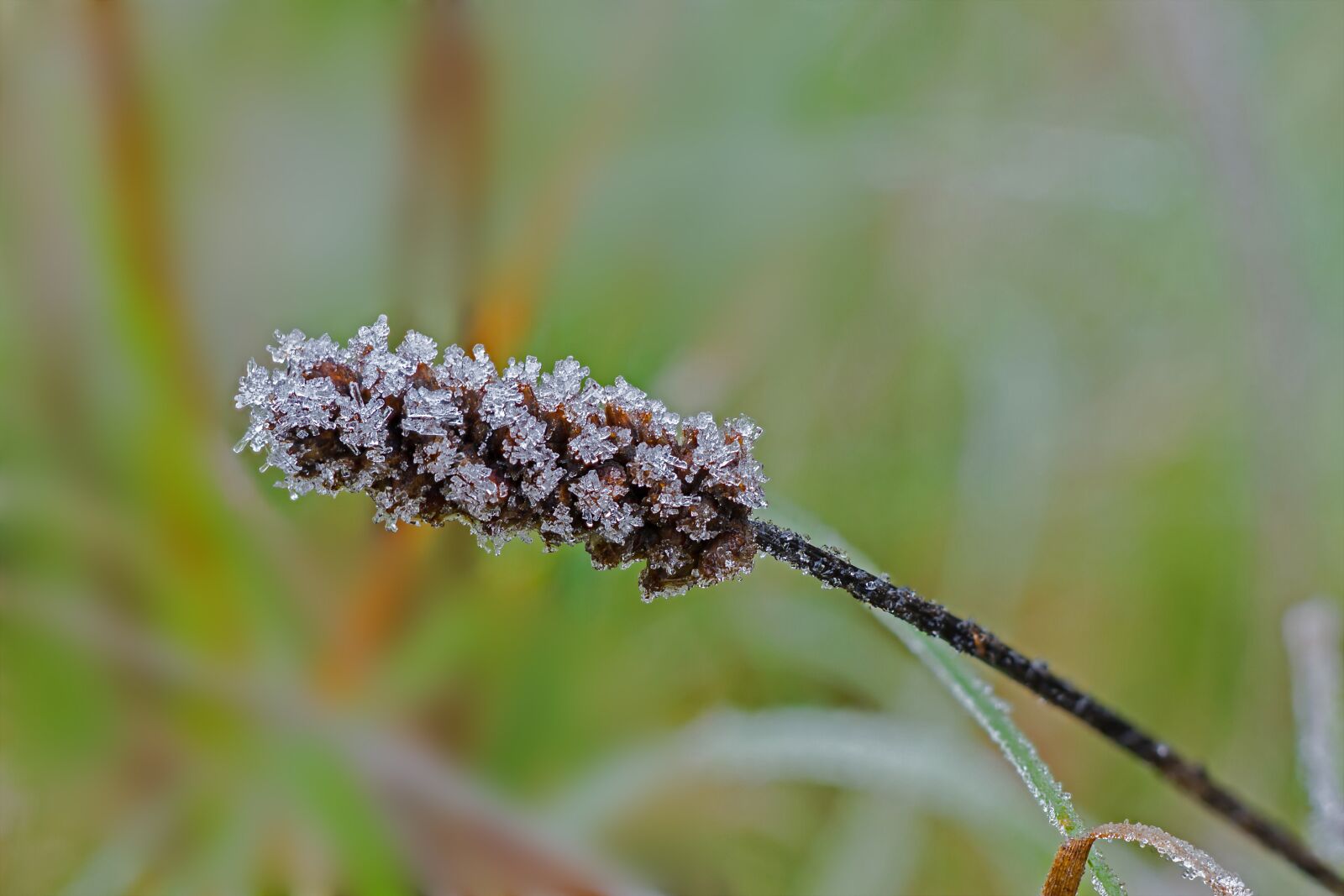 Canon EOS 7D sample photo. Ice, eiskristalle, ripe photography
