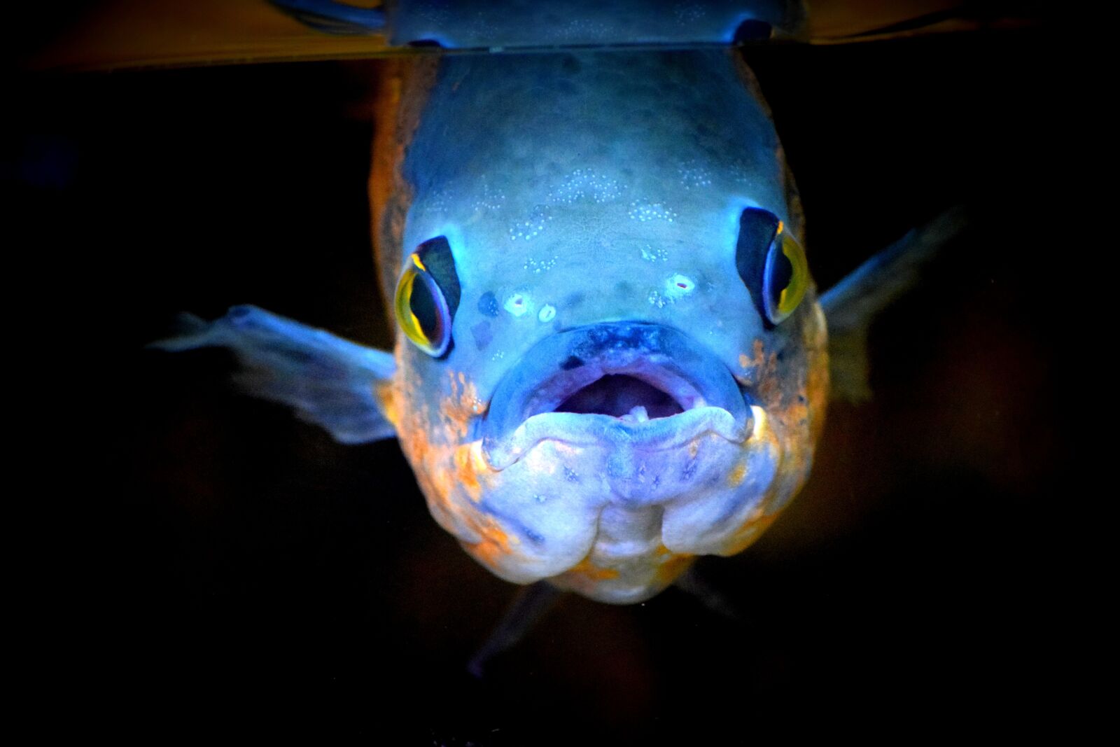 Nikon D3300 sample photo. Fish, pira, animal photography