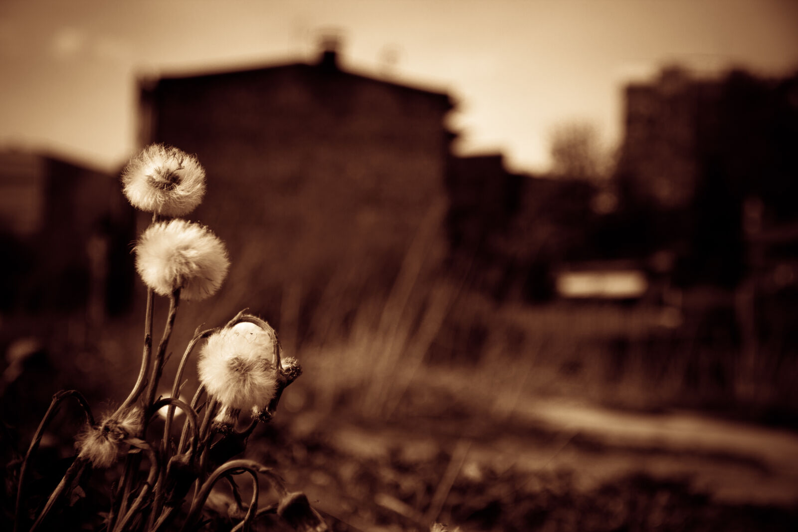 Canon EOS 600D (Rebel EOS T3i / EOS Kiss X5) sample photo. Dandelions, flowers, sepia, silesia photography