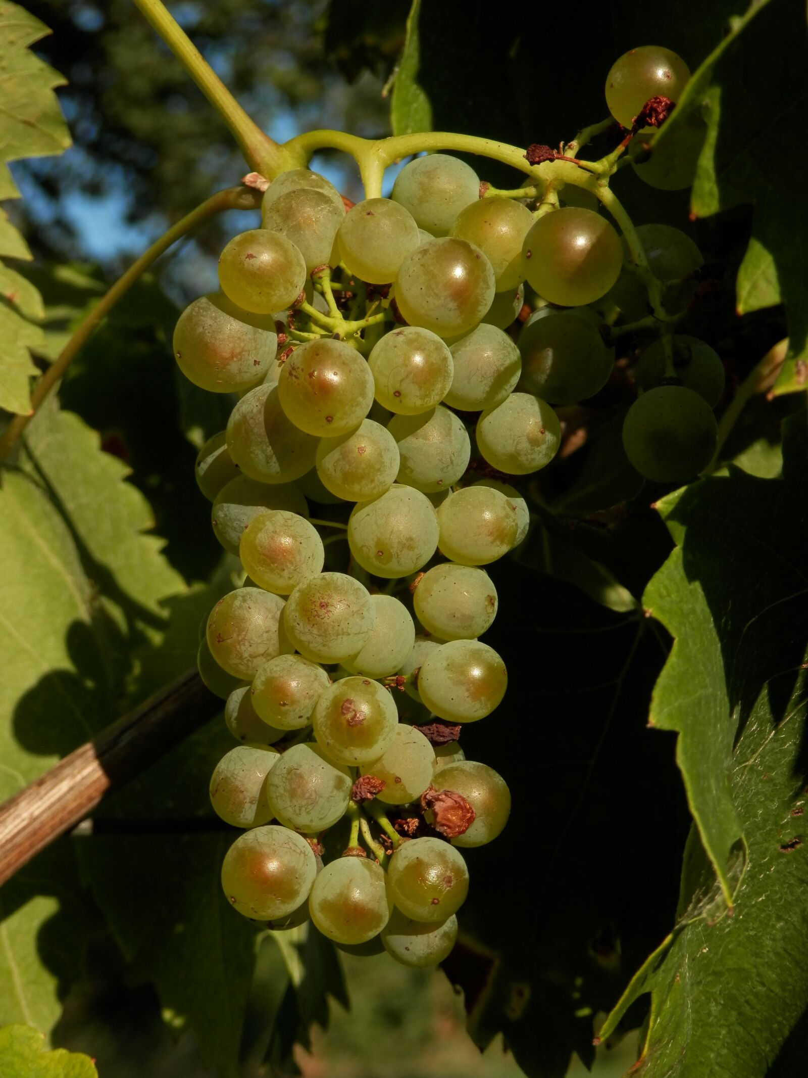 Olympus SZ-14 sample photo. Grape, fruit, green photography