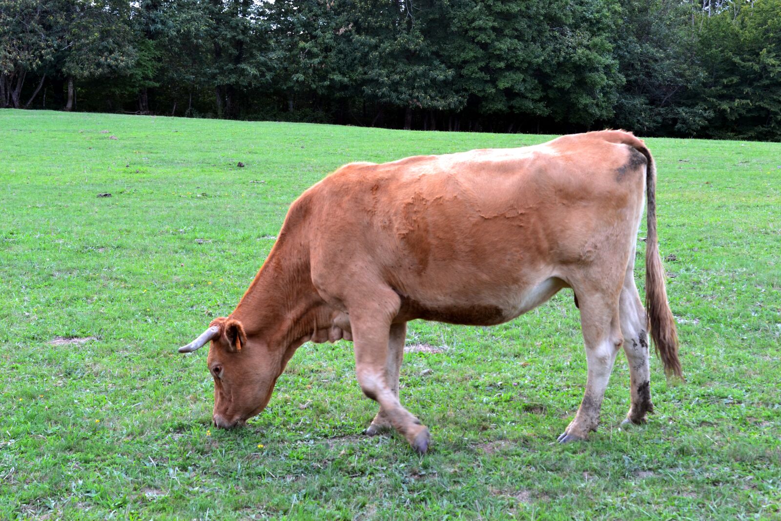 Nikon D3100 sample photo. Cow, browse, ruminating photography