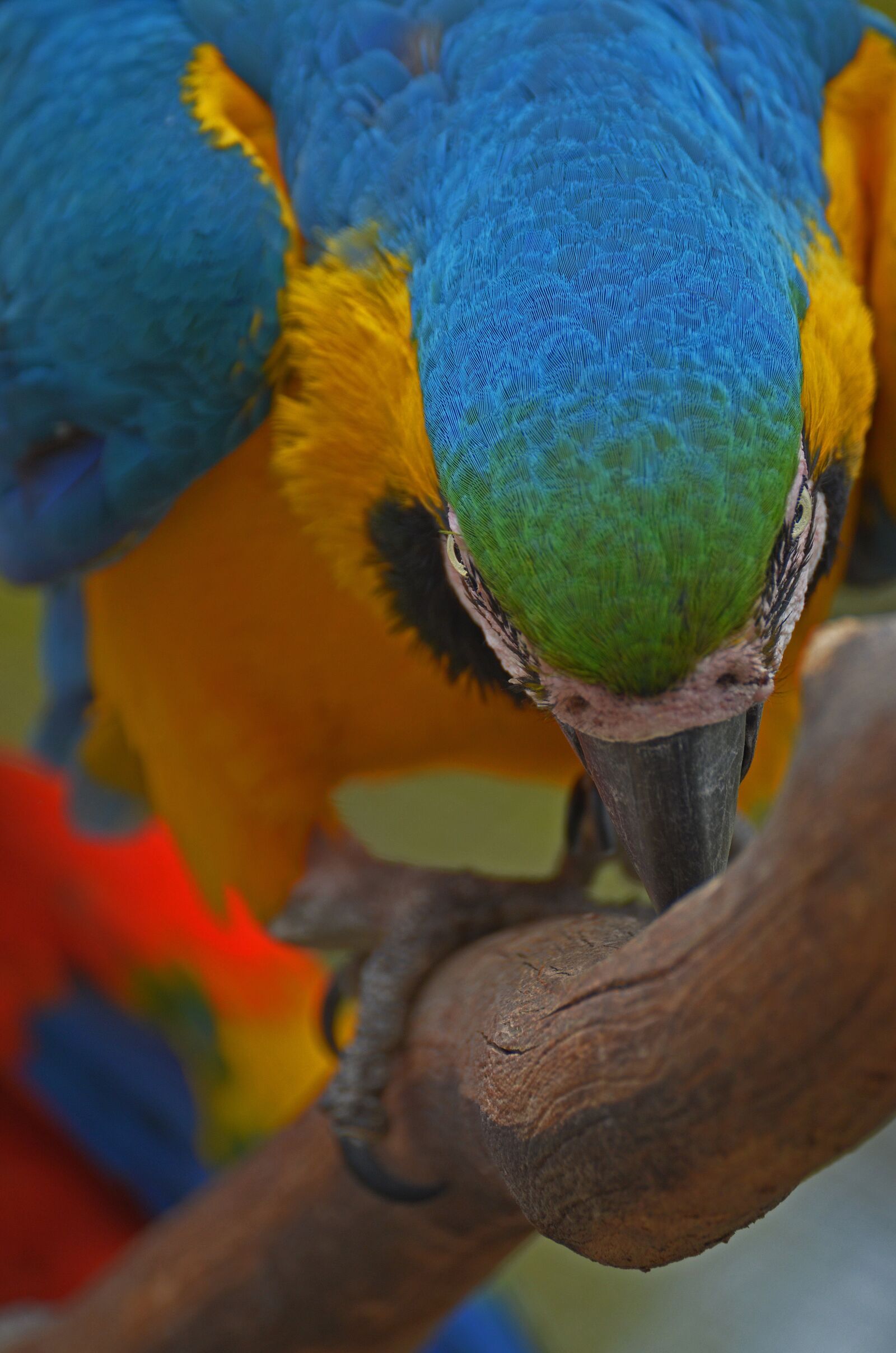Nikon D5100 sample photo. Parrot, bird, colorful photography