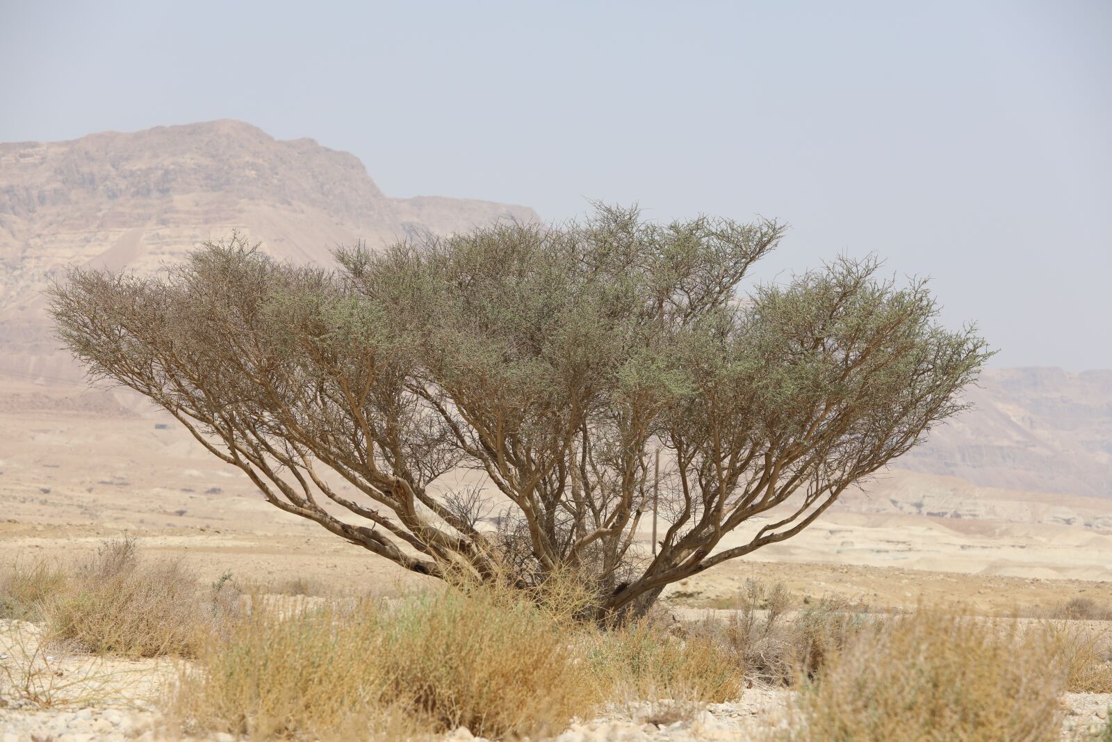 Canon EF 70-200mm F2.8L USM sample photo. Israel, dead sea, nature photography