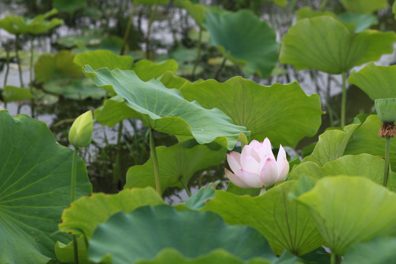Canon EOS 500D (EOS Rebel T1i / EOS Kiss X3) sample photo. Kite, lotus, nature photography