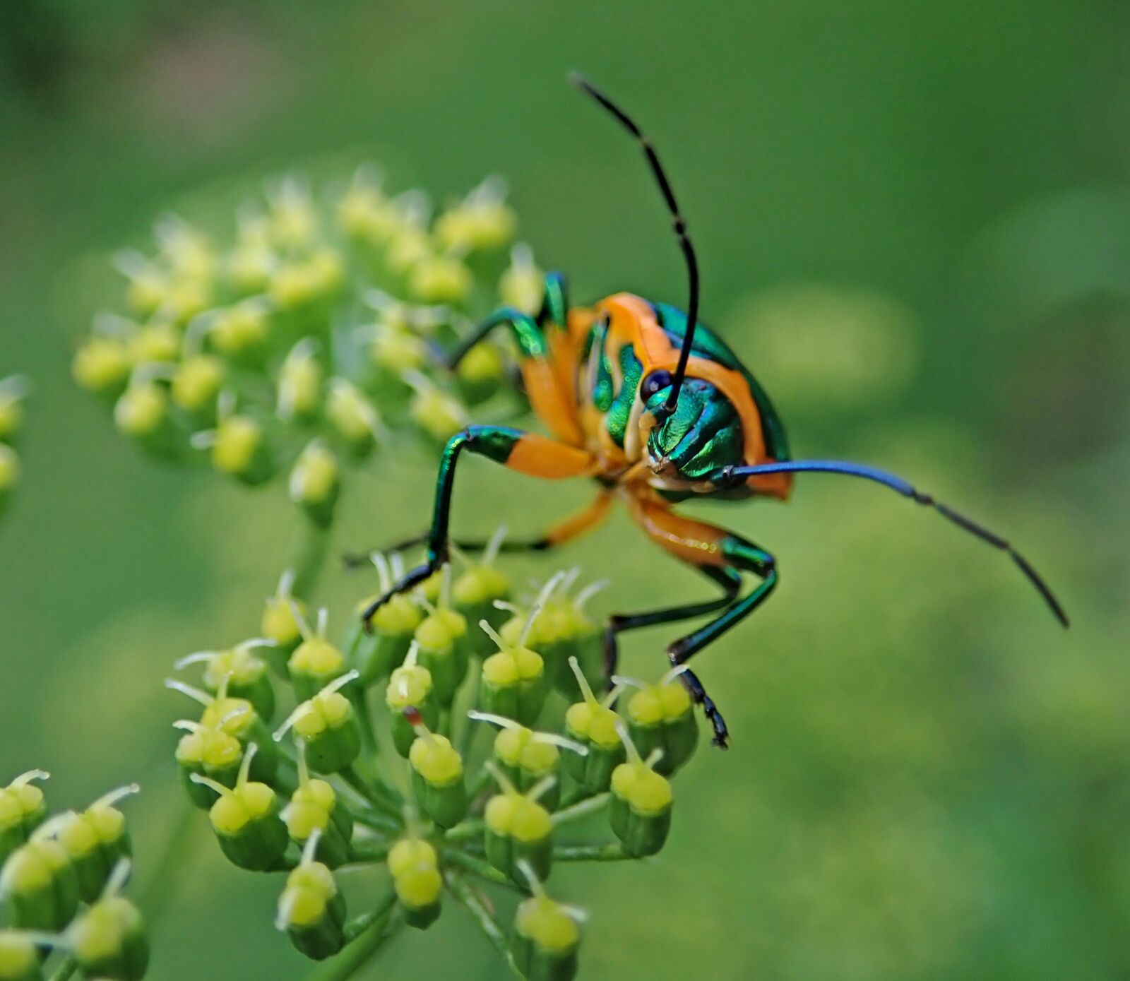 Olympus TG-5 sample photo. Beetle, insect, plant photography