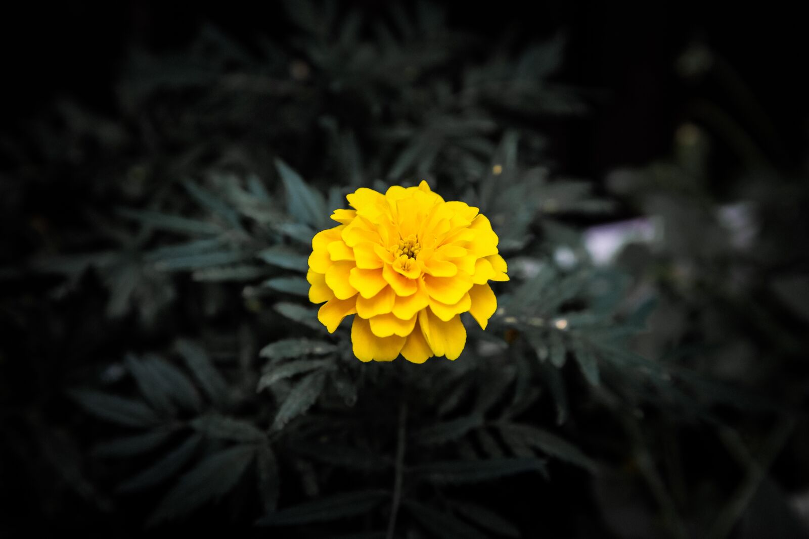 Canon EOS 5D Mark II + Canon EF 24-105mm F4L IS USM sample photo. Yellow flower, flower, dark photography