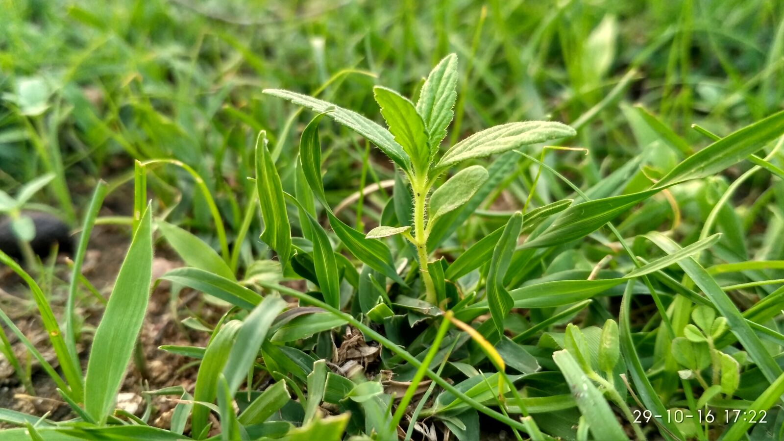 Xiaomi Redmi 3S sample photo. Close, up, of, crops photography