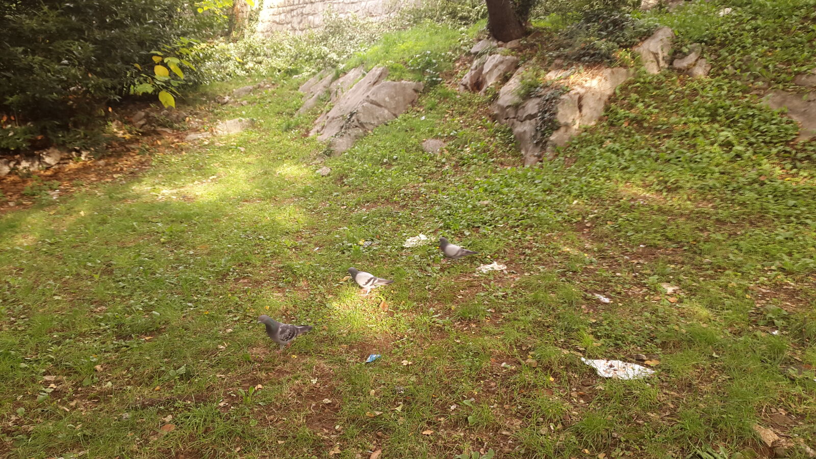 Samsung Galaxy Alpha sample photo. Autmn, fall, grass, pigeons photography