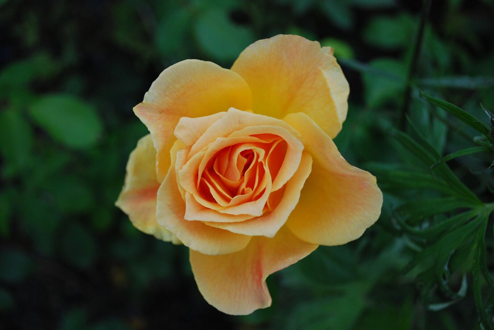 Nikon D60 sample photo. Rose, flower, bloom photography