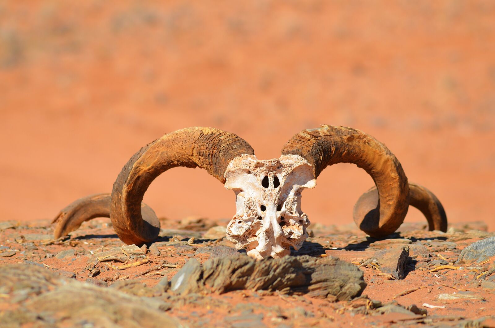Nikon D5100 sample photo. Antler, horns, skeleton photography