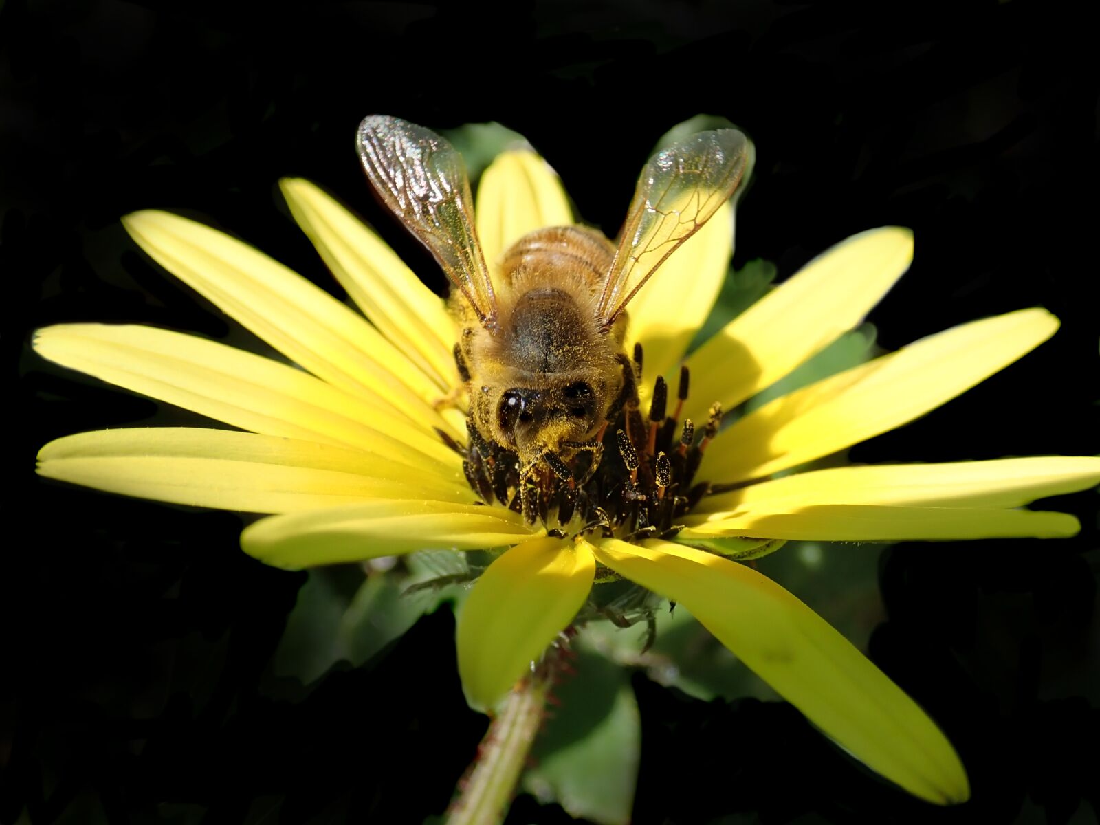 Olympus TG-5 sample photo. Bee, insect, pollen photography