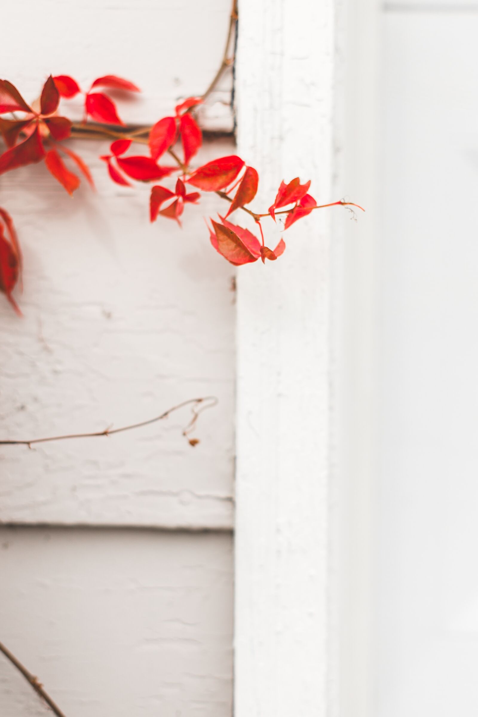 Canon EOS 6D + Canon EF 50mm F1.4 USM sample photo. Red, leaves, white photography