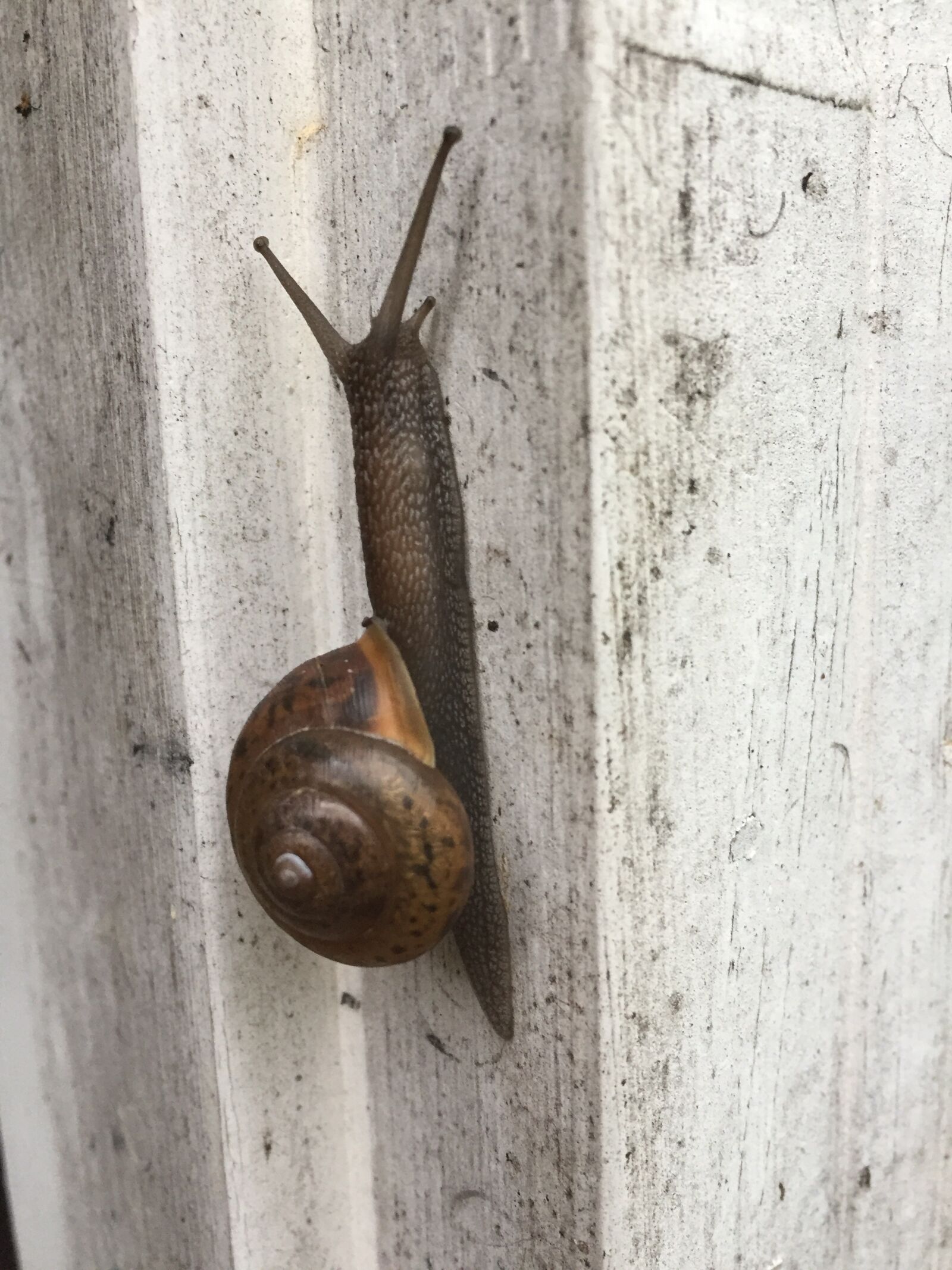 Apple iPhone 6 sample photo. Snail, slug, shell photography