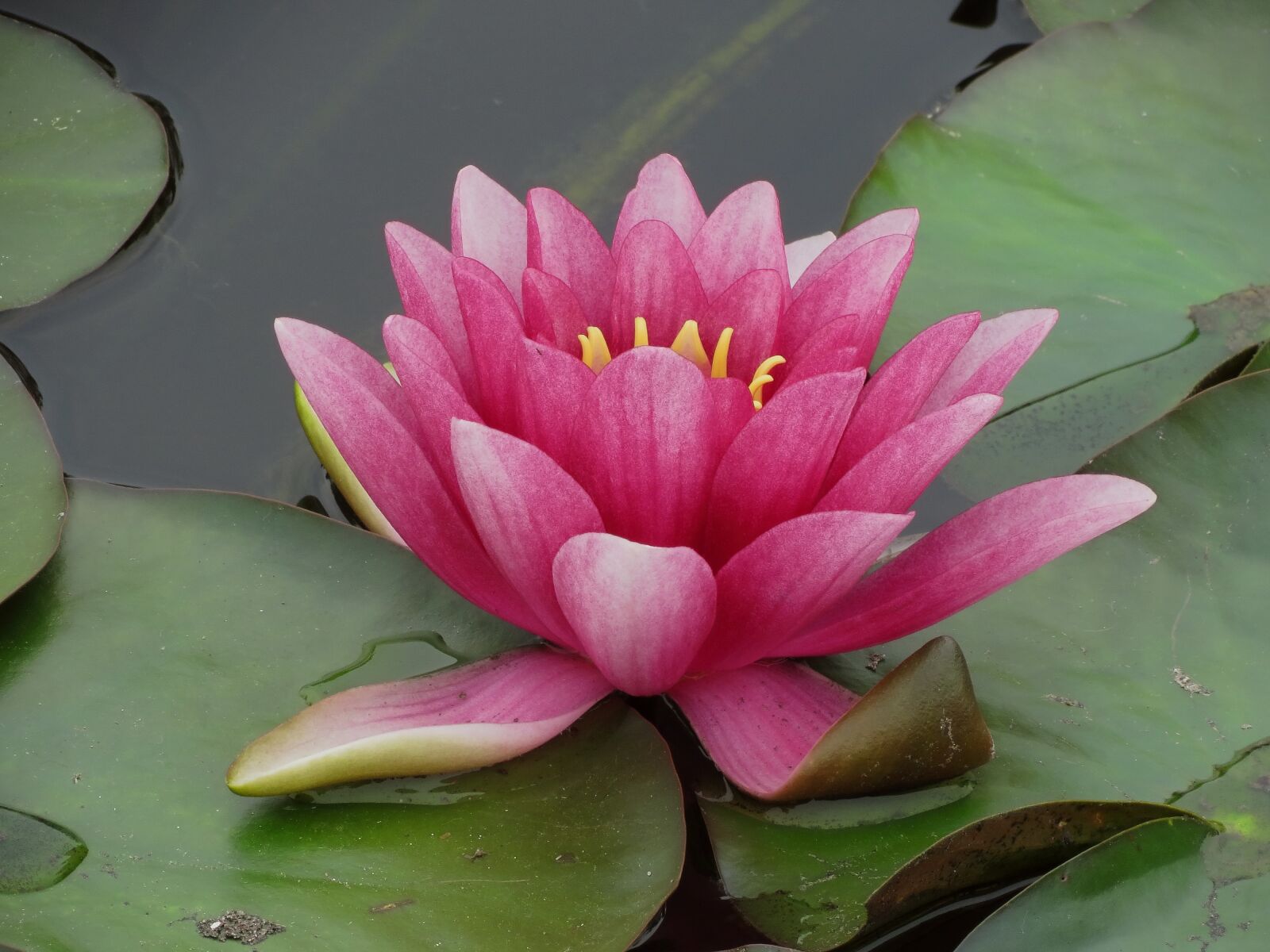 Canon PowerShot SX40 HS sample photo. Waterlilies, chalice, water photography