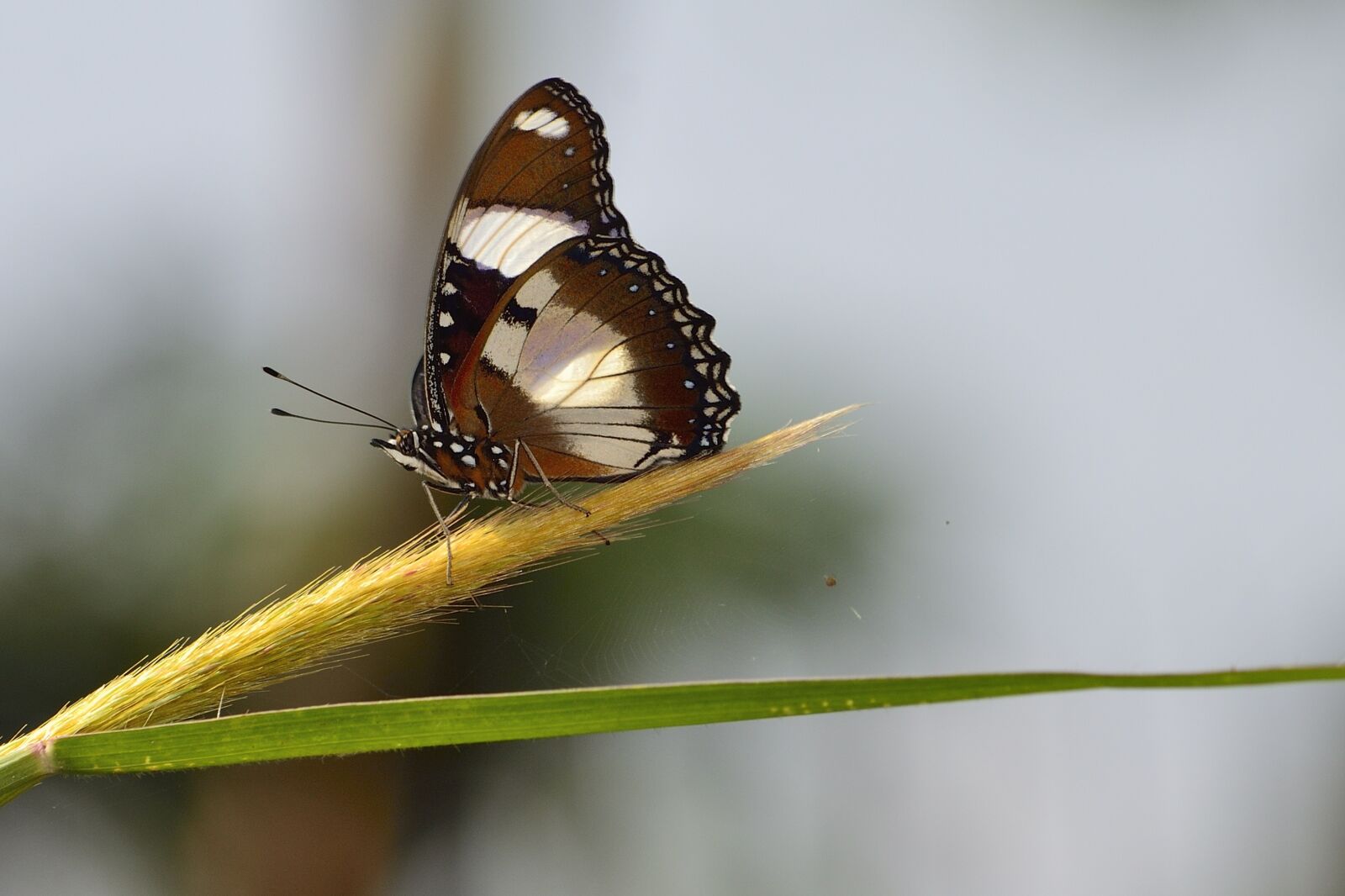 Nikon D3100 sample photo. Butterfly, wildlife, nature photography
