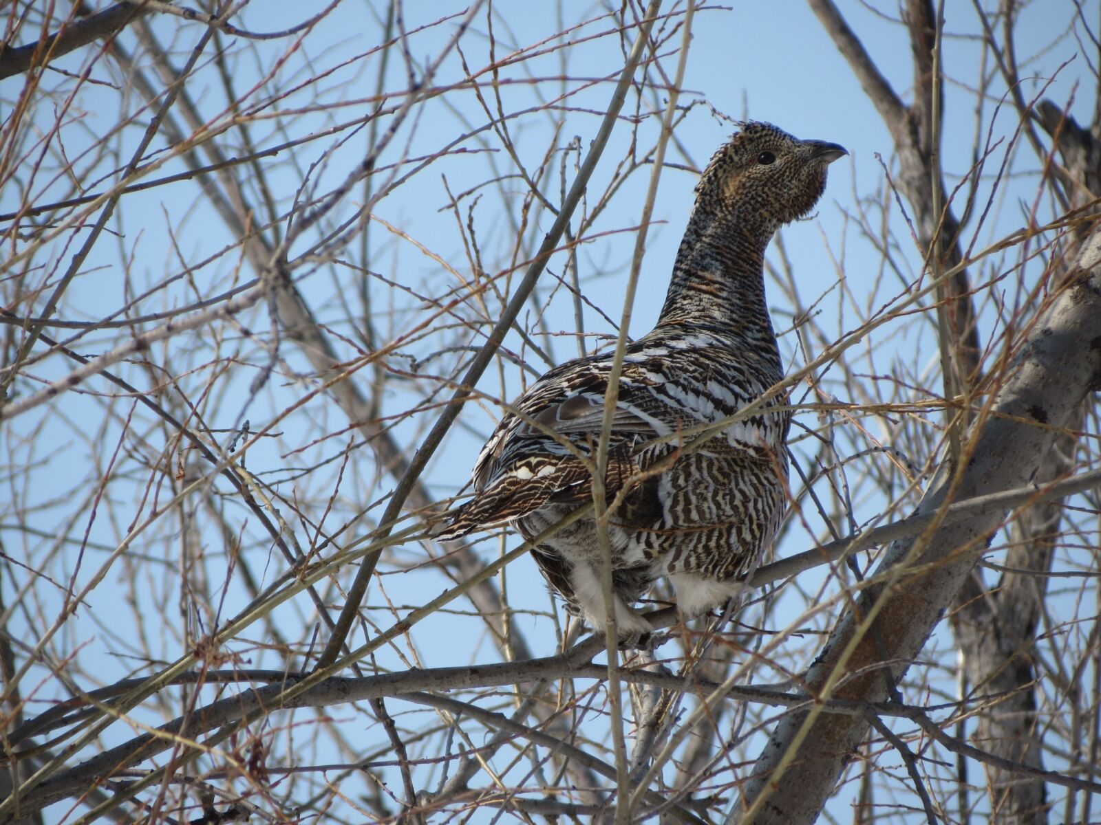 Canon PowerShot SX40 HS sample photo. Glukharka, bird, forest chicken photography