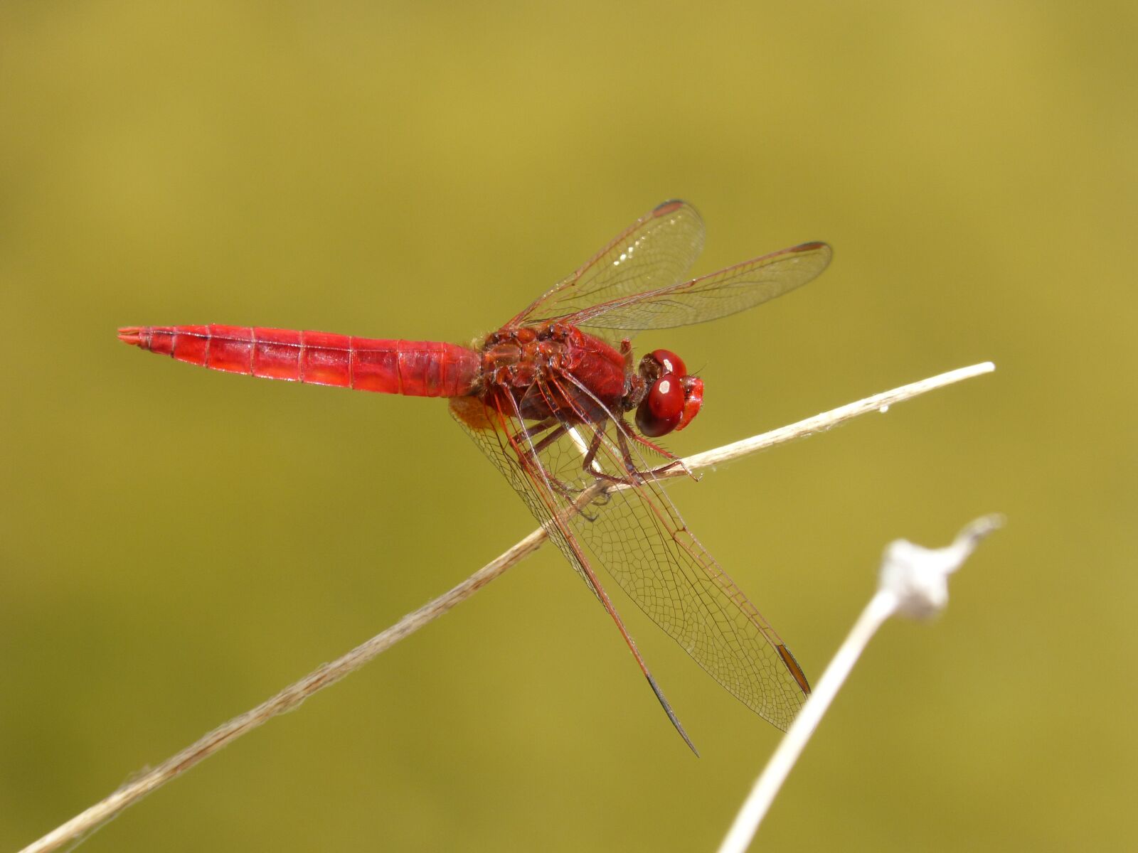 Panasonic DMC-FZ62 sample photo. Erythraea crocothemis, dragonfly, red photography