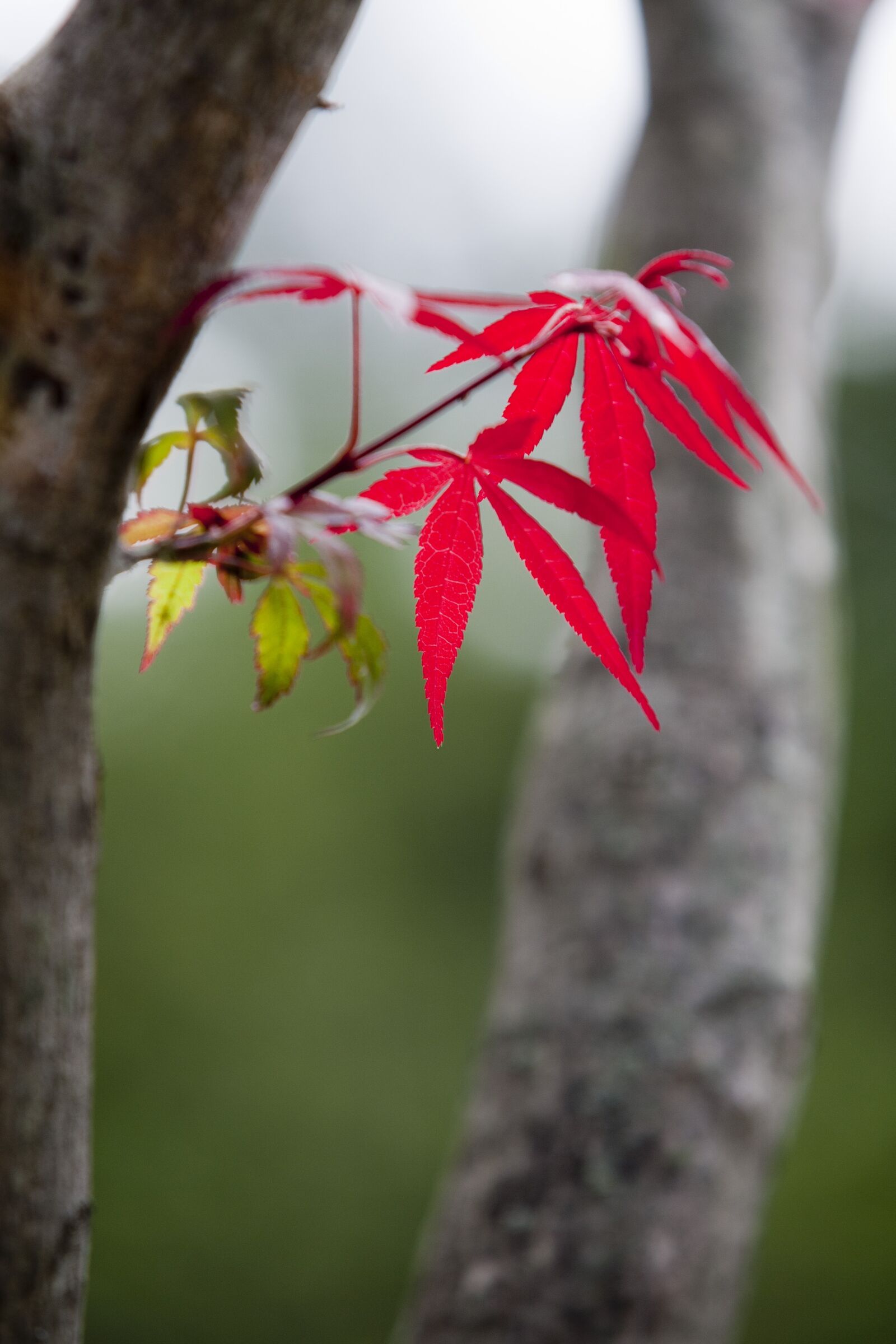 Canon EOS 5D sample photo. Wood, autumn leaves, the photography
