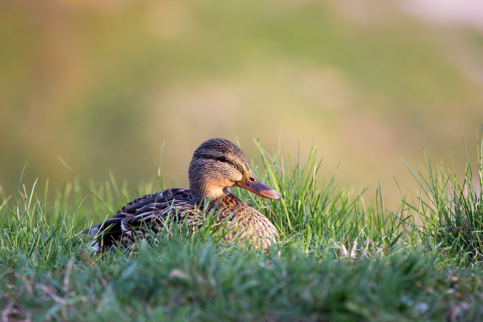 Canon EF 70-200mm F2.8L IS II USM sample photo. Duck, grass, bokeh photography