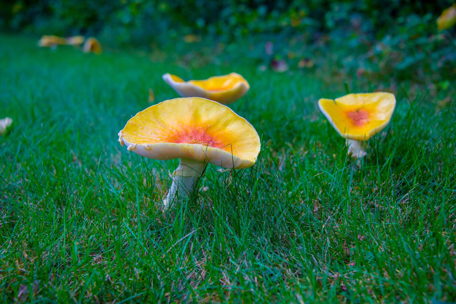 Nikon D800 sample photo. Yellow, wild, mushrooms photography