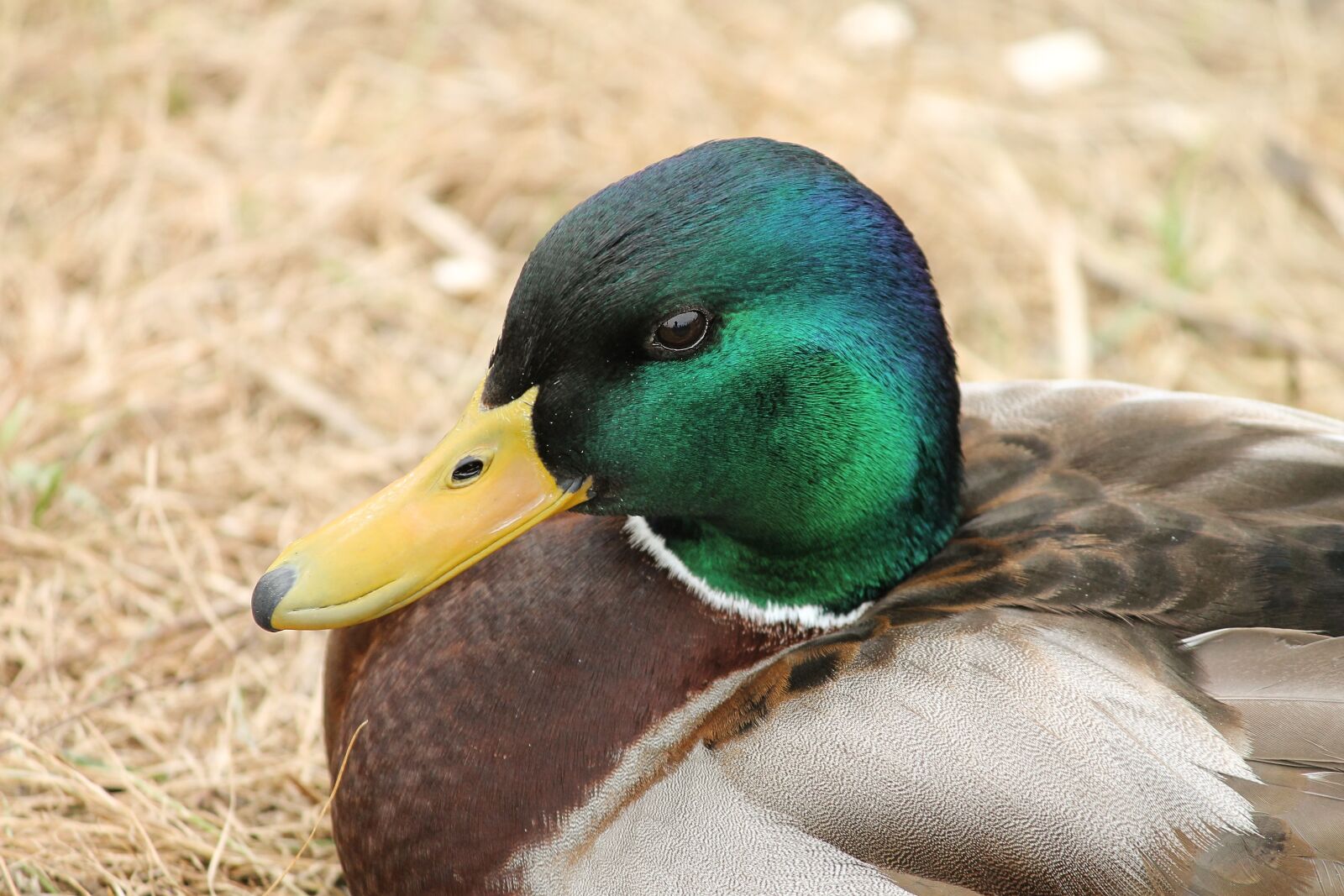 Canon EOS 1100D (EOS Rebel T3 / EOS Kiss X50) sample photo. Duck, drake, mallard photography