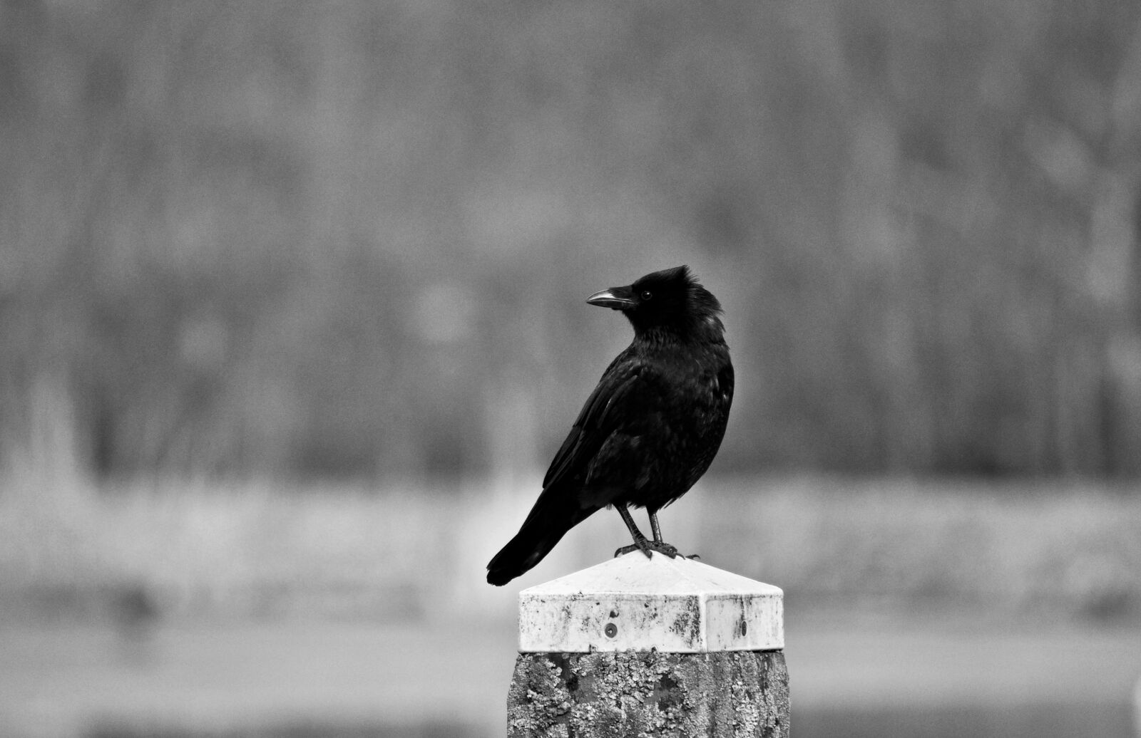 Nikon D90 sample photo. Crow, bird, corvus photography