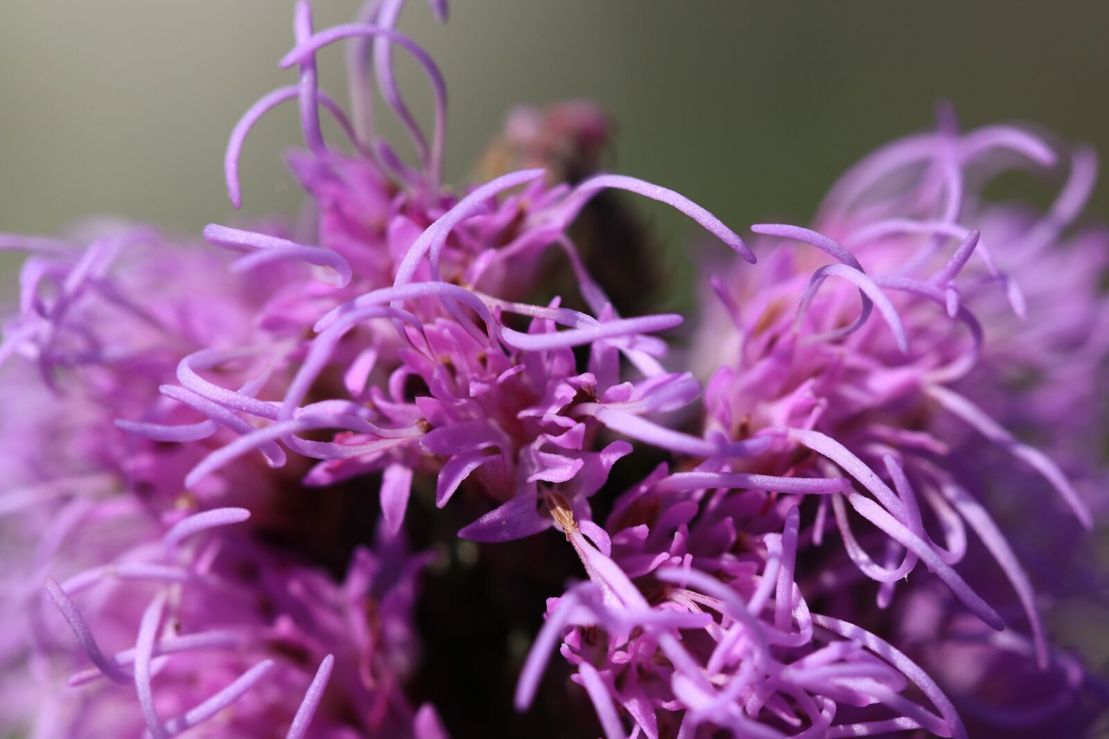 Canon EF 100mm F2.8L Macro IS USM sample photo. Background, macro, flowers photography