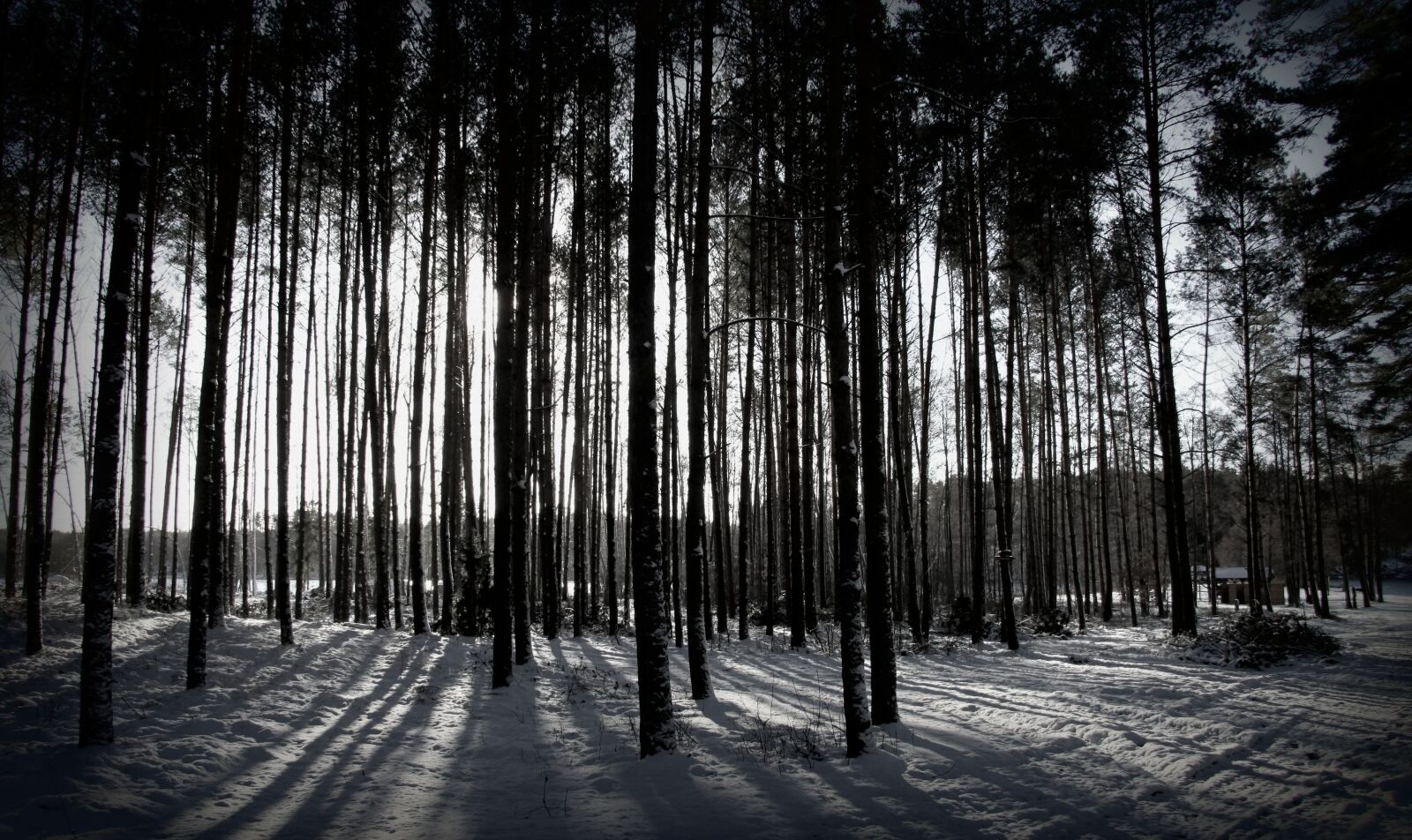 Canon EOS 50D sample photo. Winter, forest, tree photography