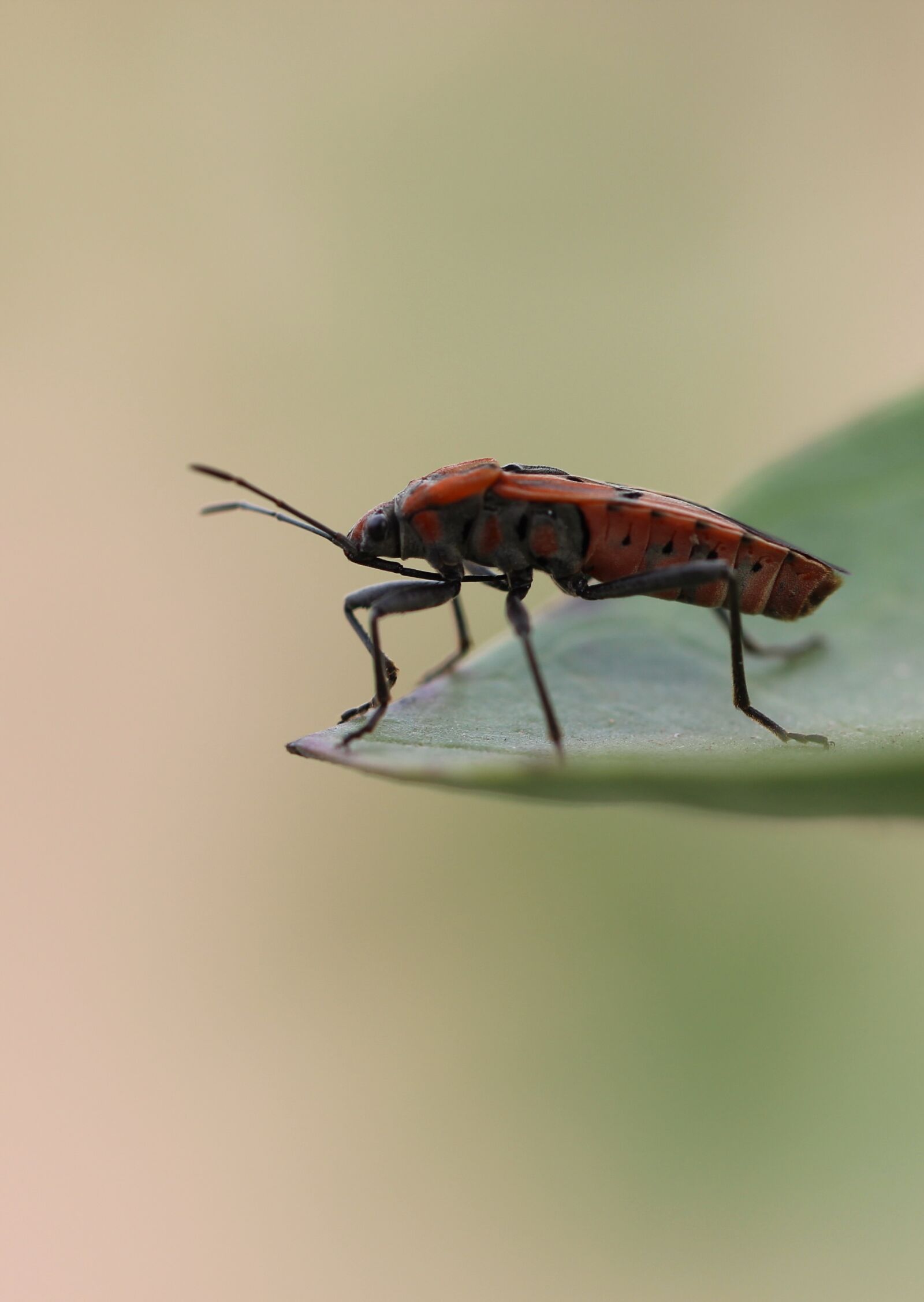 Canon EOS 600D (Rebel EOS T3i / EOS Kiss X5) sample photo. Bug, insect, nature photography