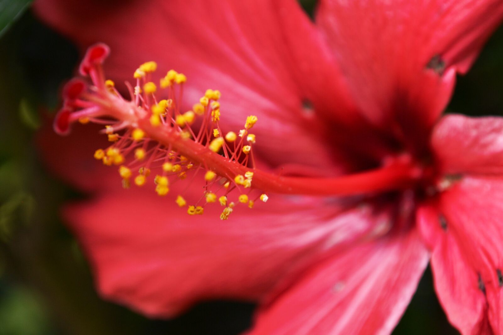 Nikon D3100 sample photo. Blossom, bloom, hibiscus photography