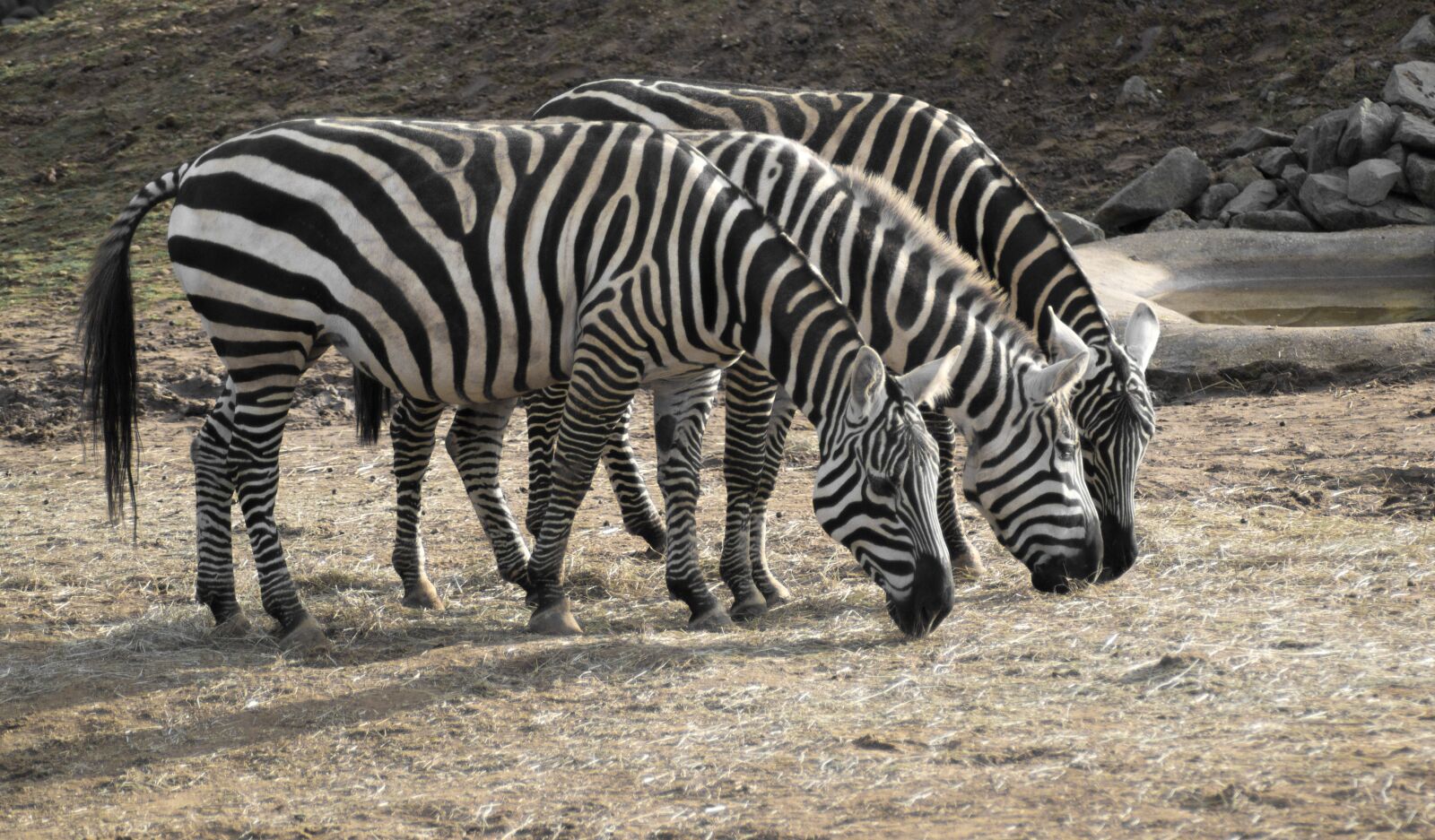 Nikon D3100 sample photo. Zebra, zoo, animal photography