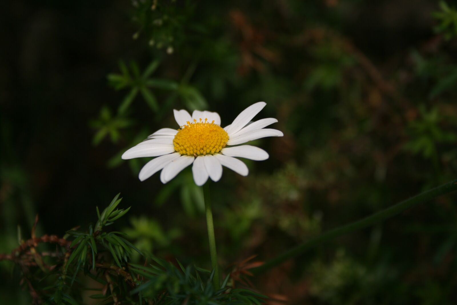 Canon EOS 400D (EOS Digital Rebel XTi / EOS Kiss Digital X) sample photo. Daisy, flower, grass photography