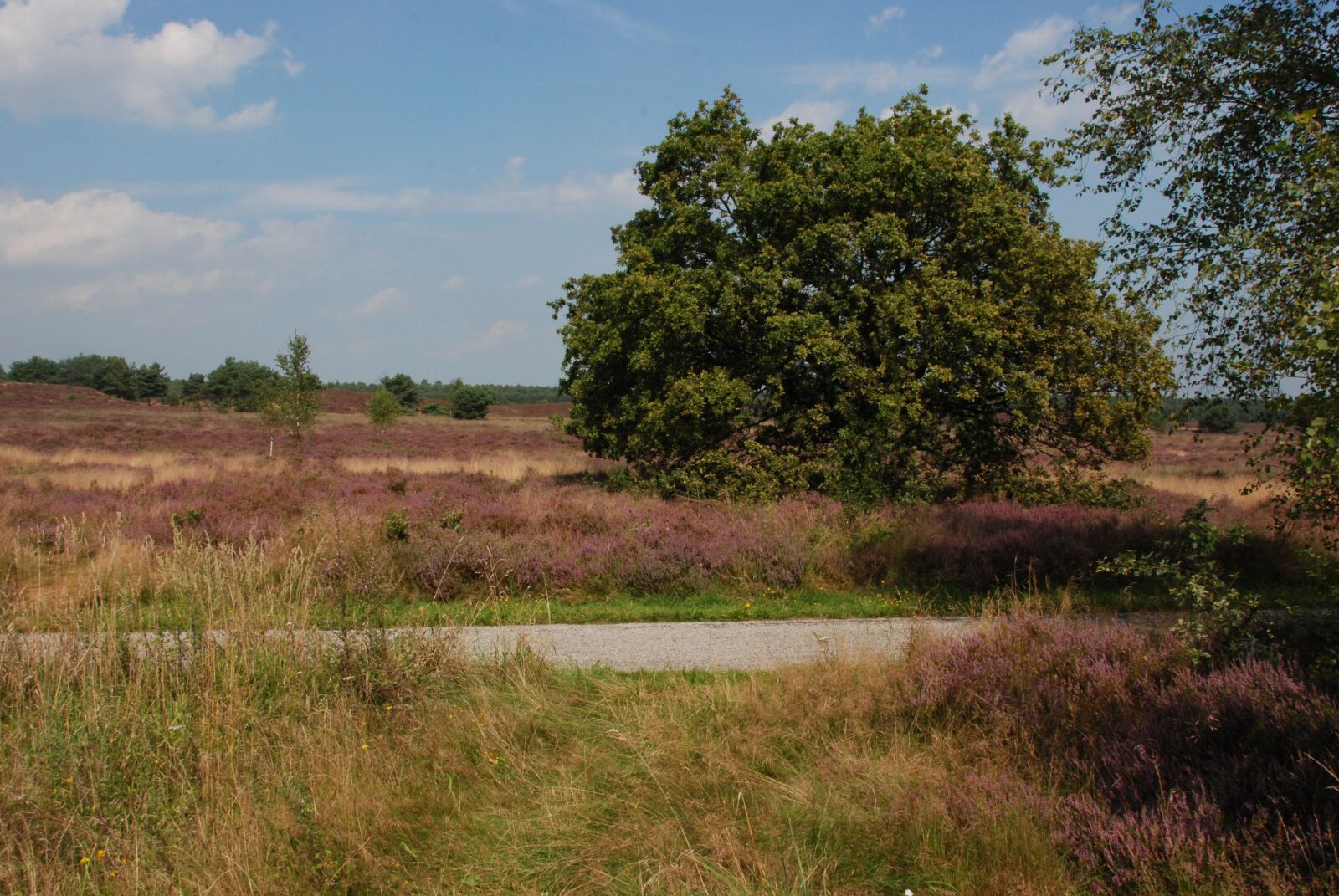 Nikon D80 sample photo. Heide, bloom, veluwe photography