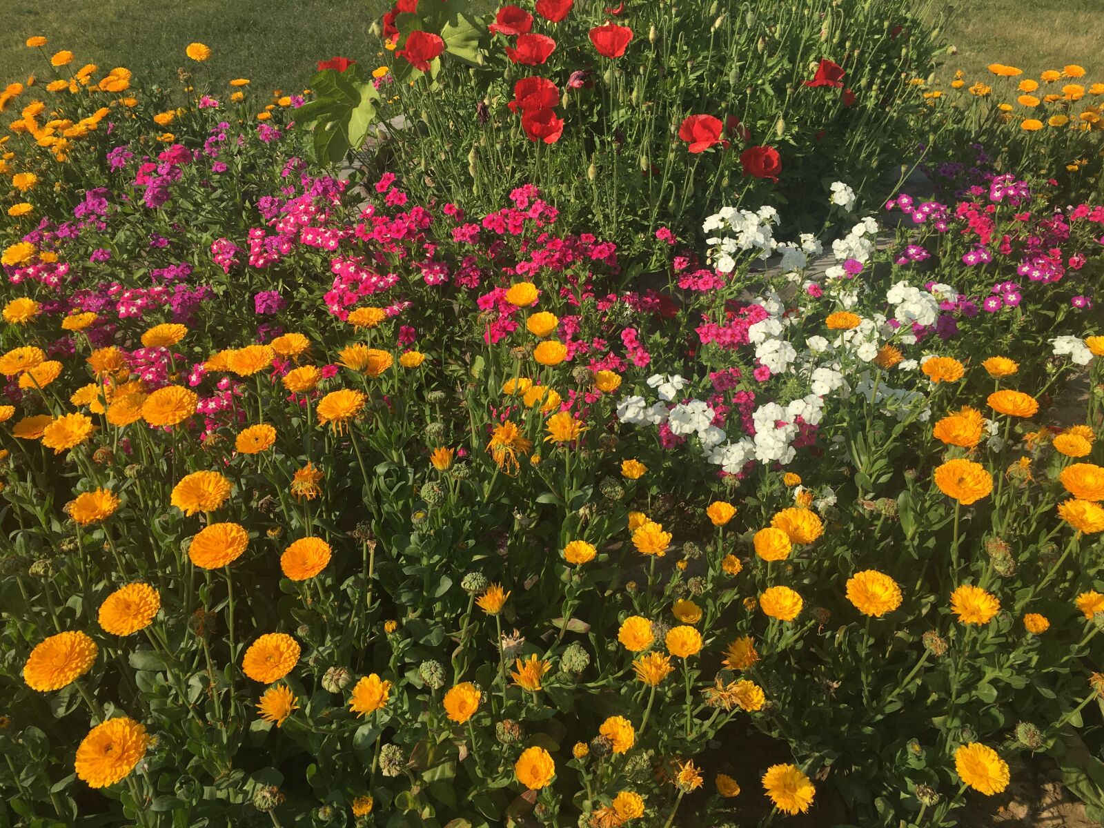 Apple iPhone 6s sample photo