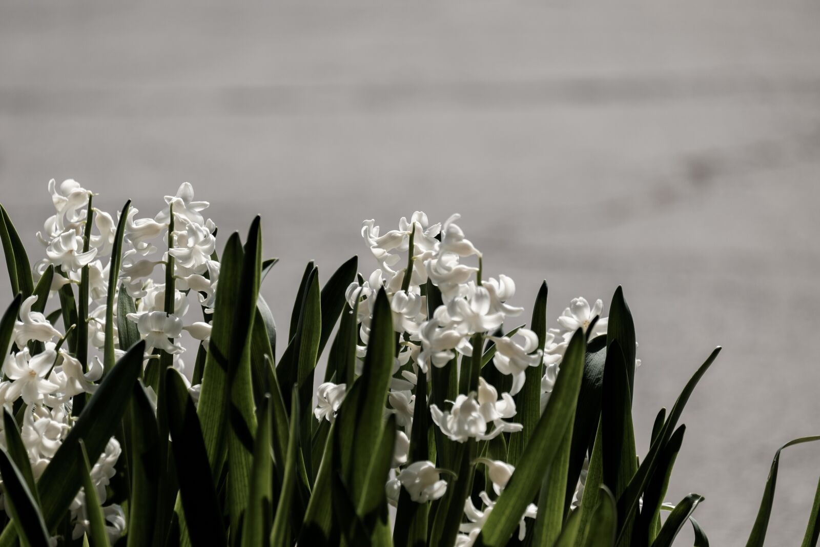 Fujifilm X-E2S sample photo. Background, hyacinth, flower photography