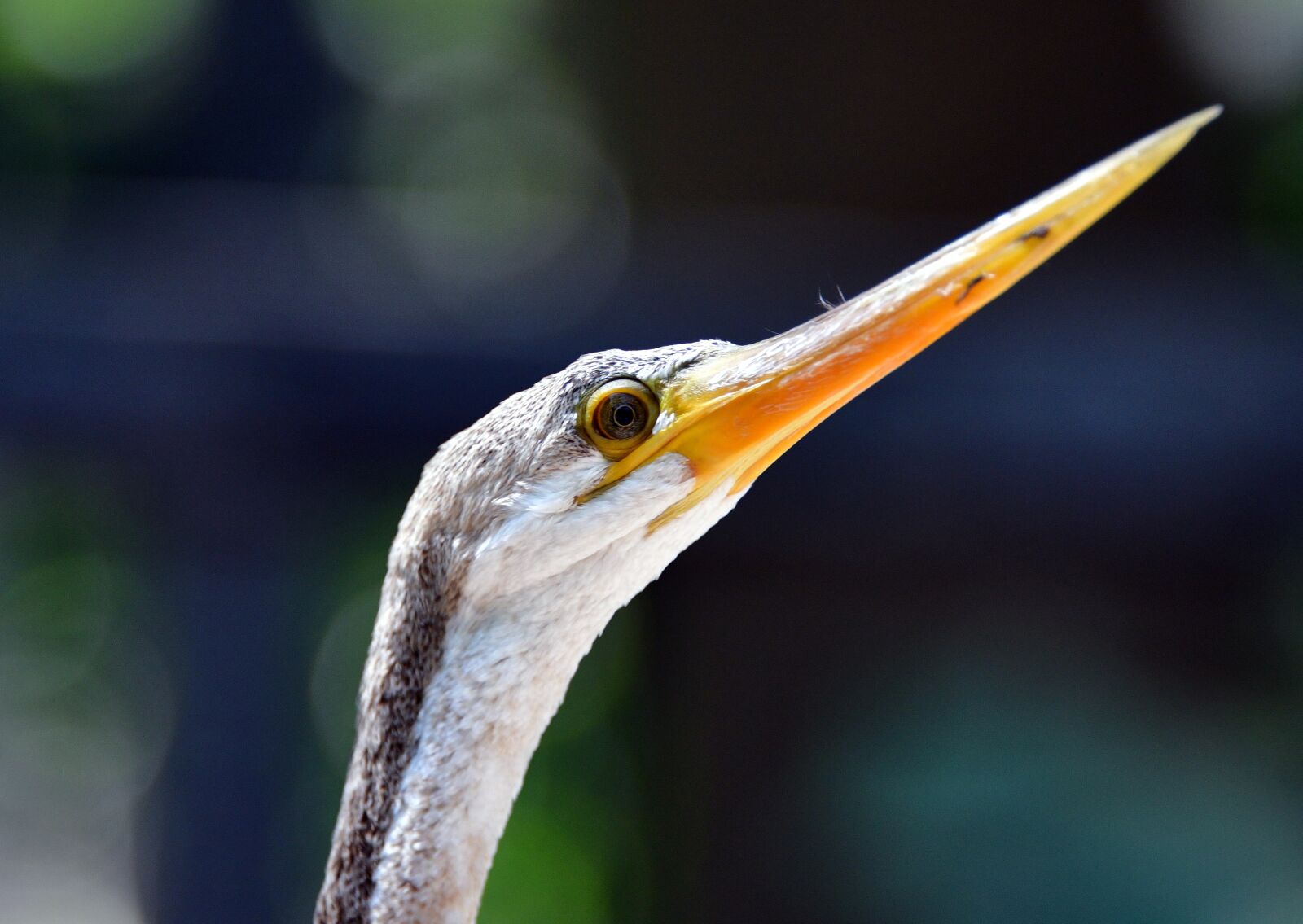 Nikon D850 sample photo. Bird, beak, animal photography