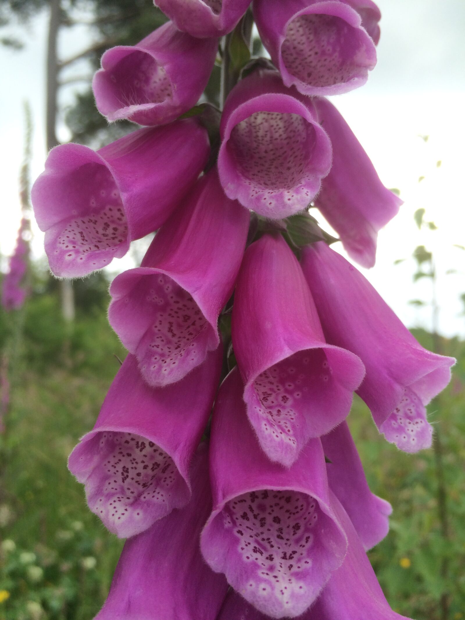 iPhone 5s back camera 4.15mm f/2.2 sample photo. Foxglove, wildflower, irish photography