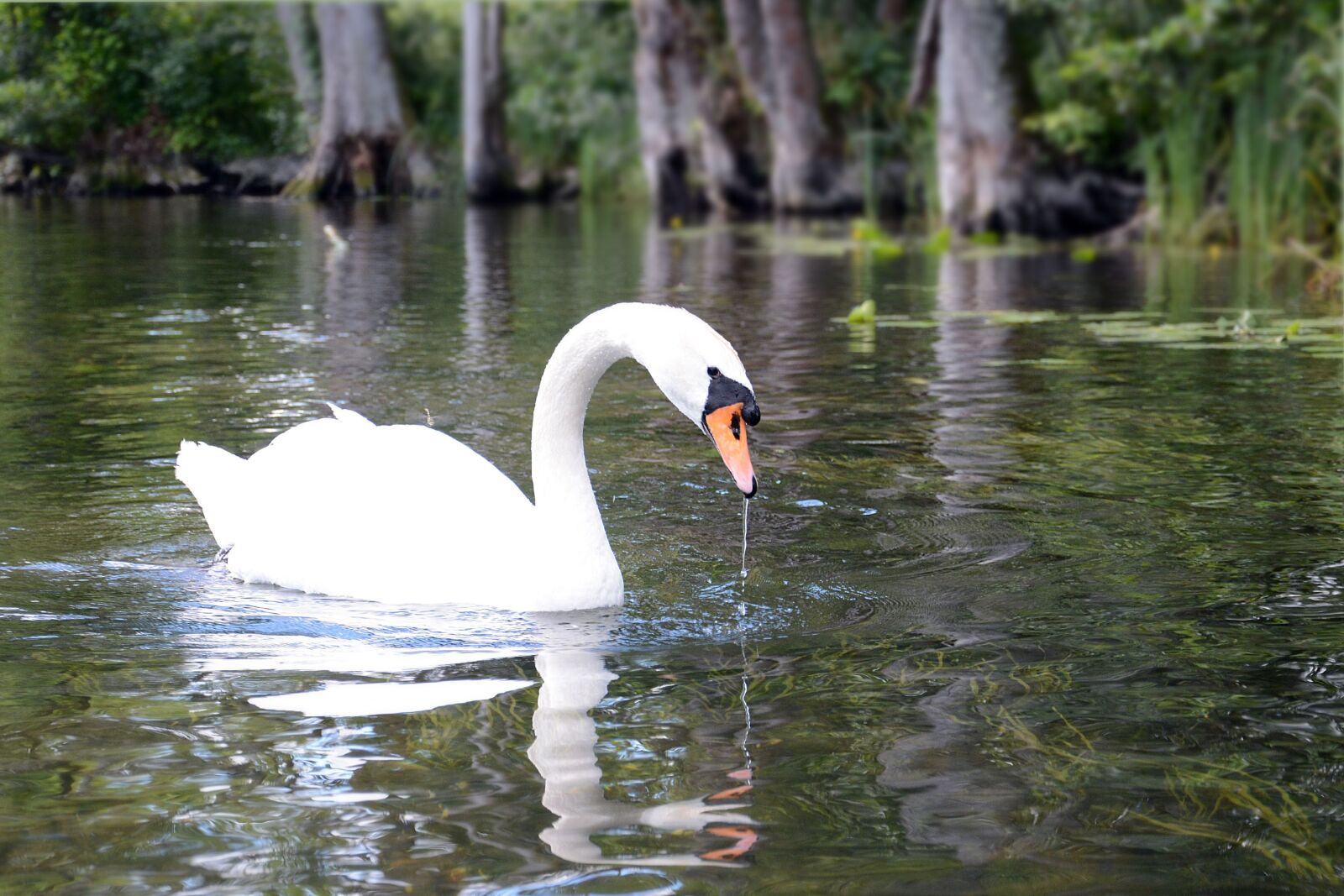 Nikon D5200 sample photo. Swan, masuria, lake photography