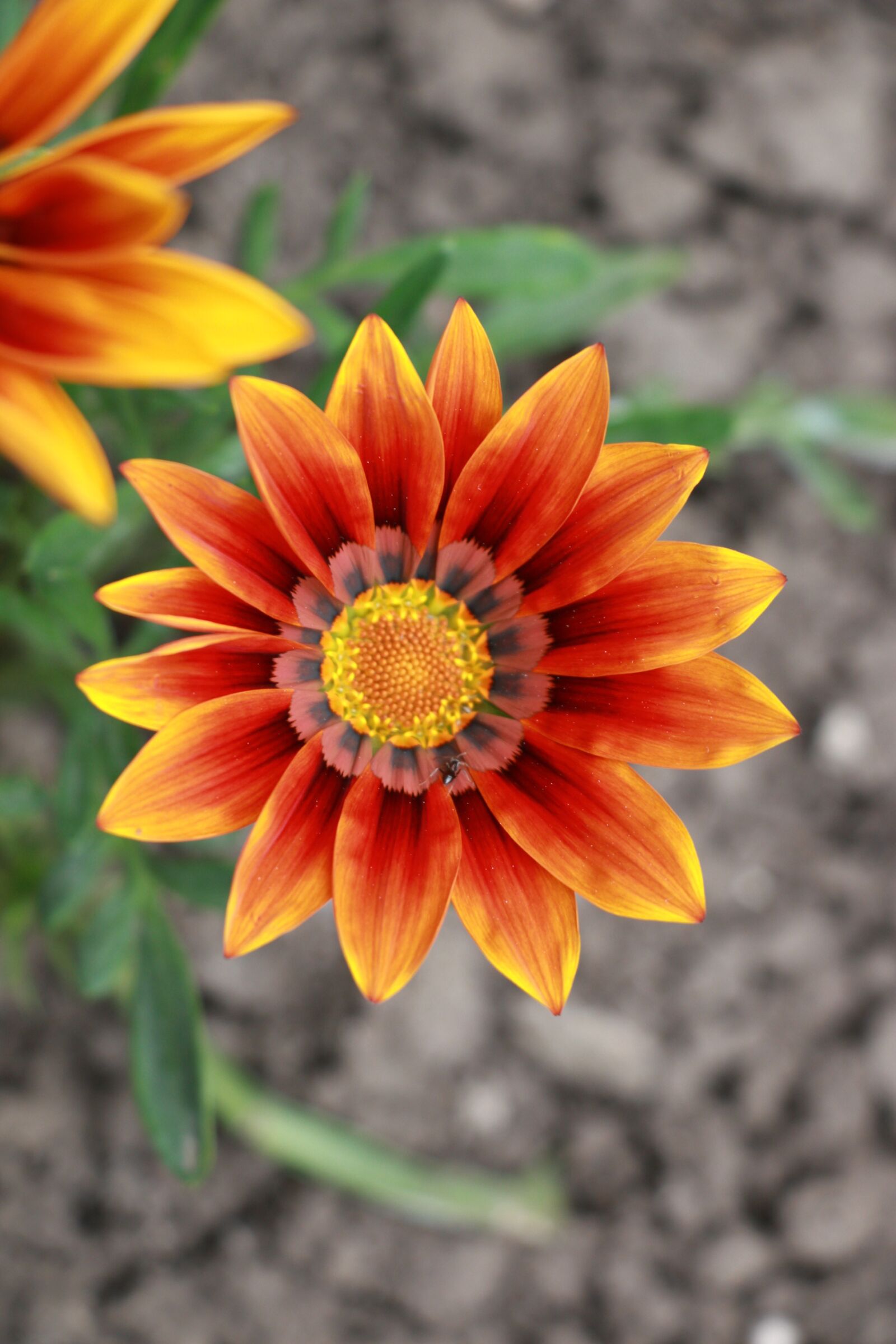 Canon EF-S 18-135mm F3.5-5.6 IS USM sample photo. Golden afternoon, gazanie, flower photography
