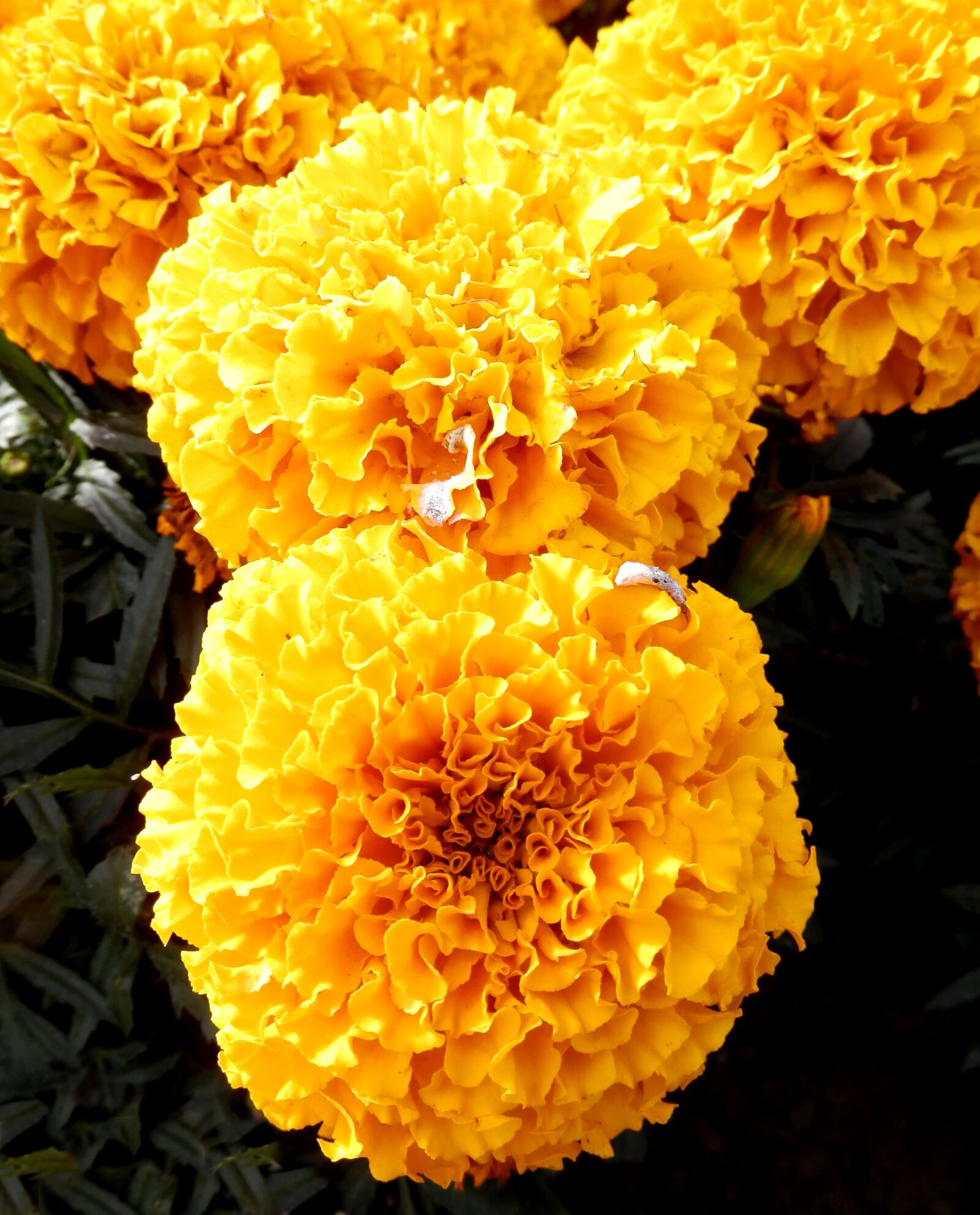 Olympus SZ-14 sample photo. Chrysanthemum, yellow, flower photography
