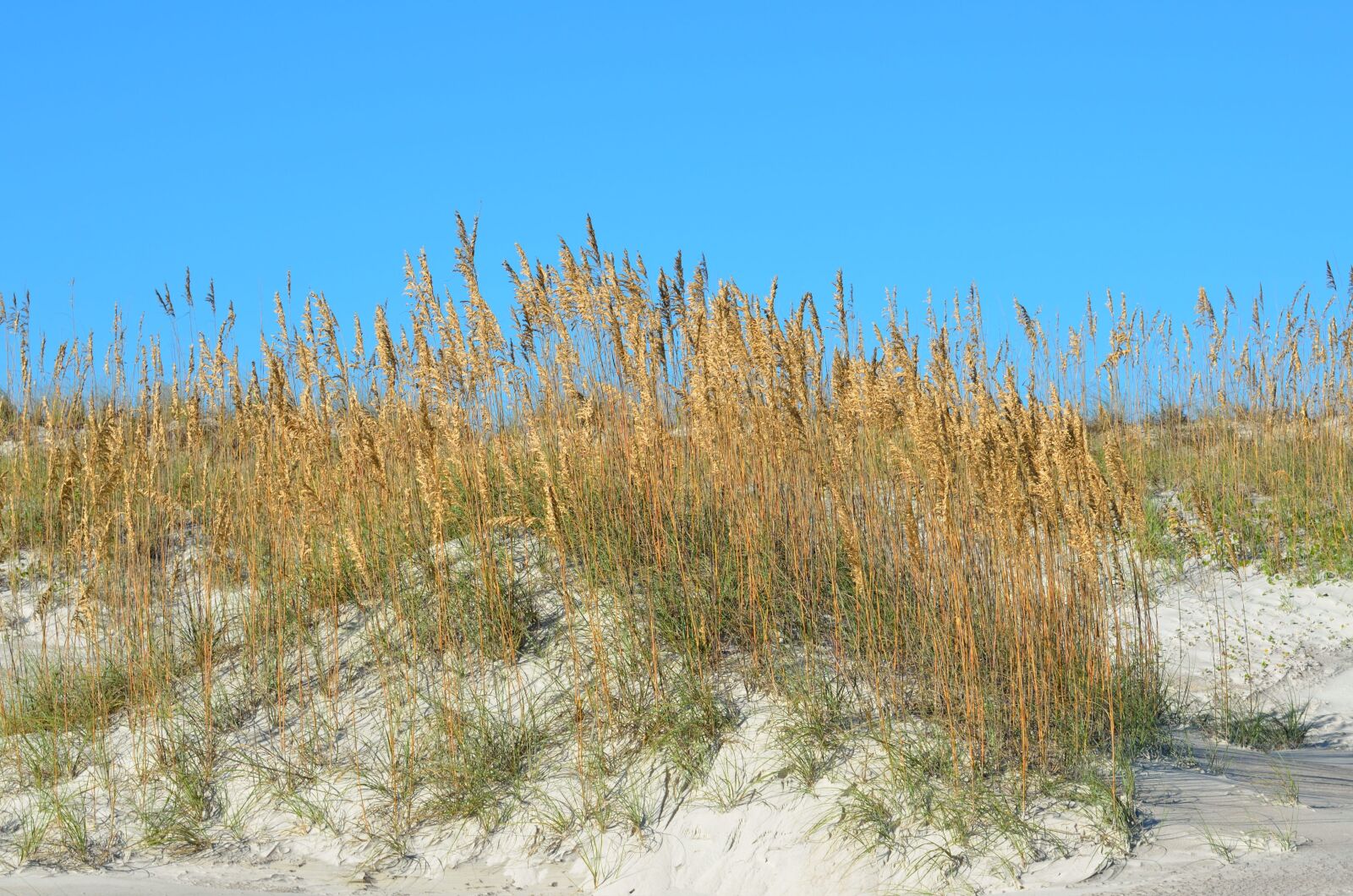 Nikon D7000 sample photo. Sea oats, sand, dunes photography